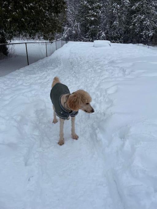 Private Cottage with Huge Private Dog Park!