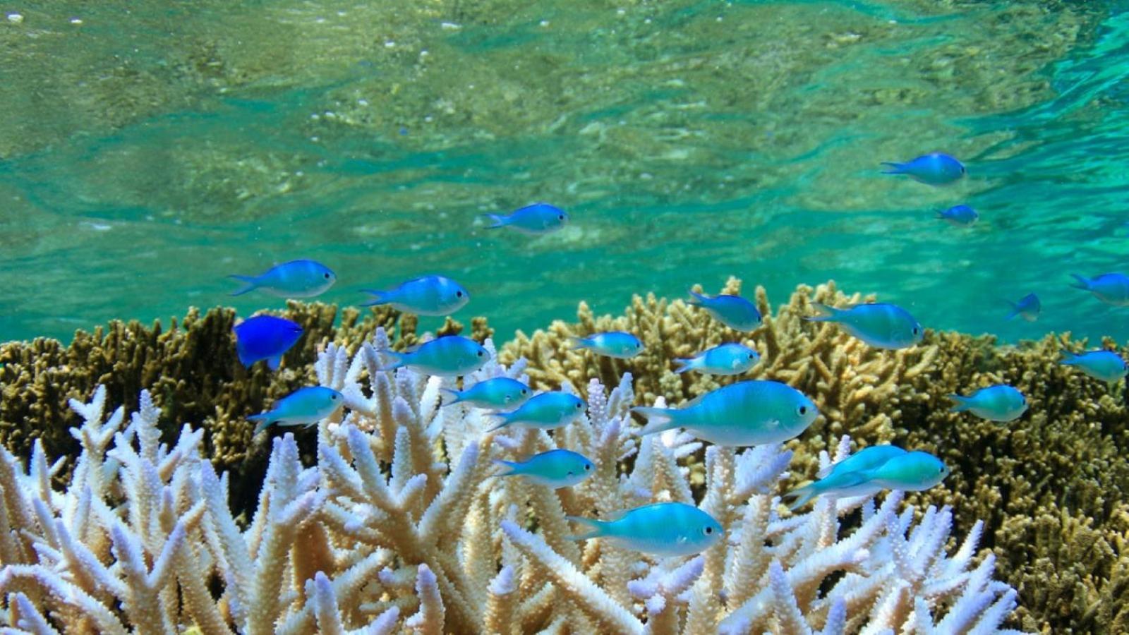 Allamanda Imgya Coral Village