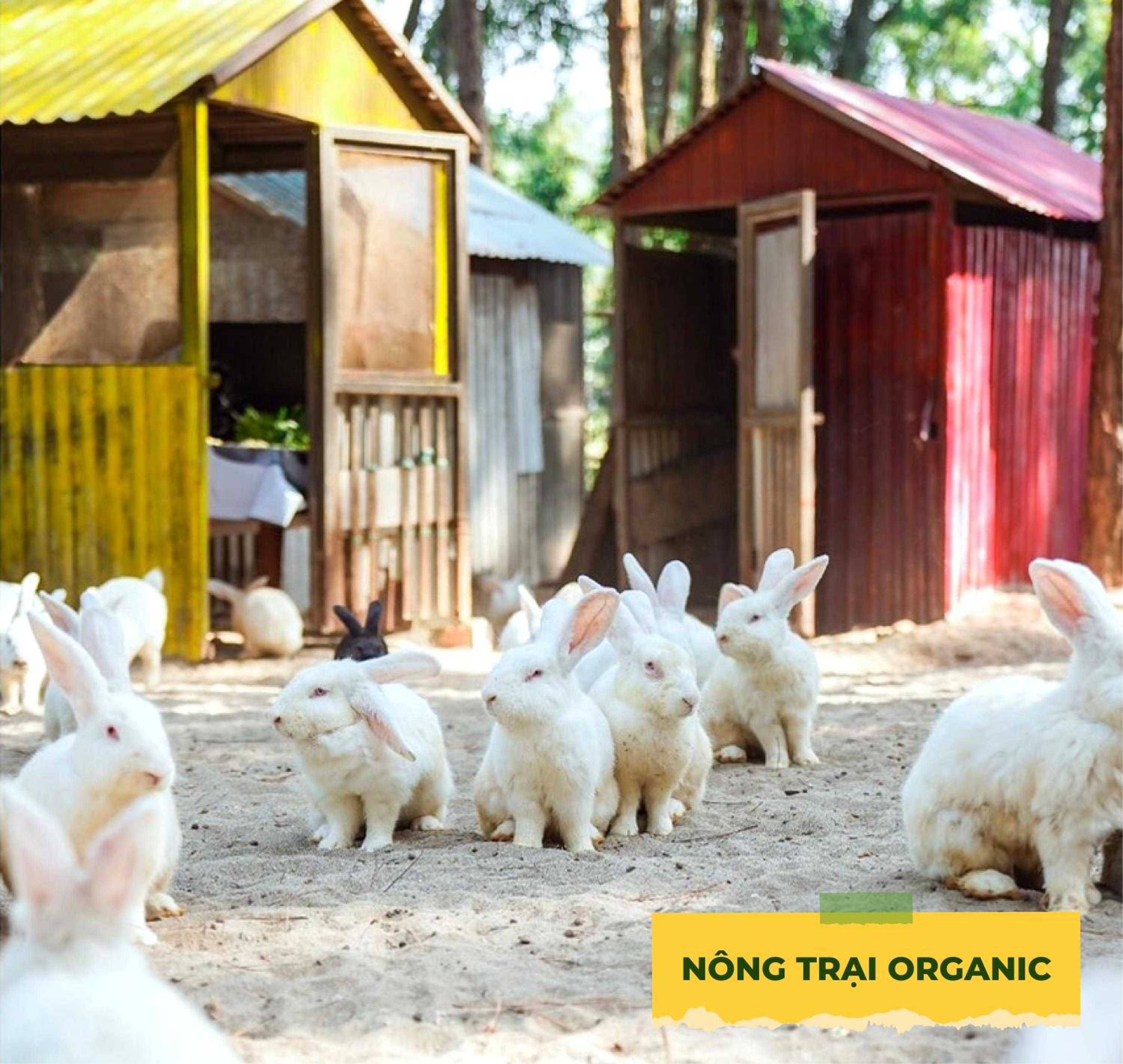 Wonder Farm Ba Vì - Edu & Retreat