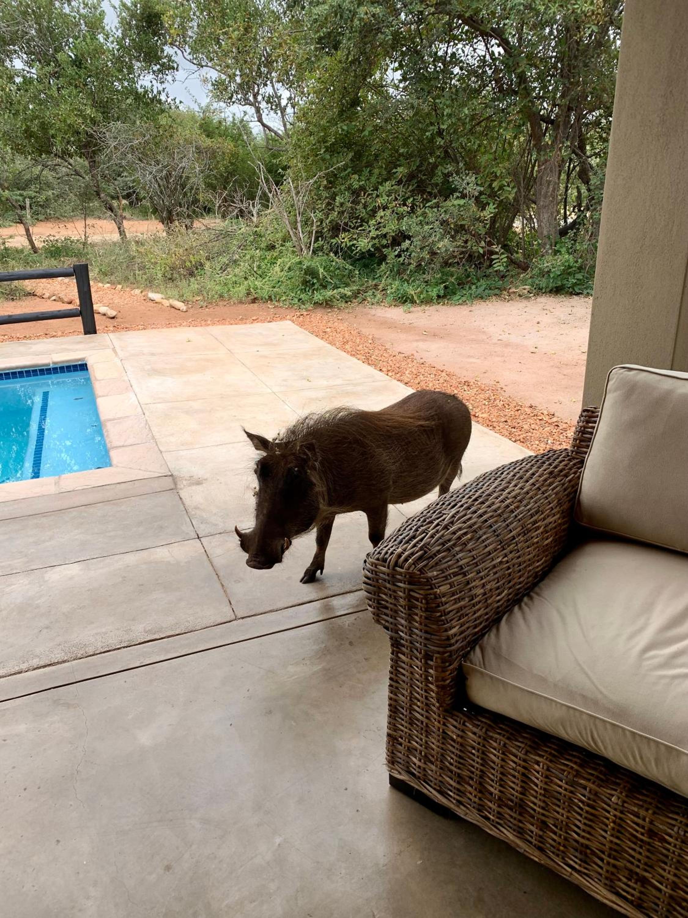 Rooibos Luxury Bush Cottage