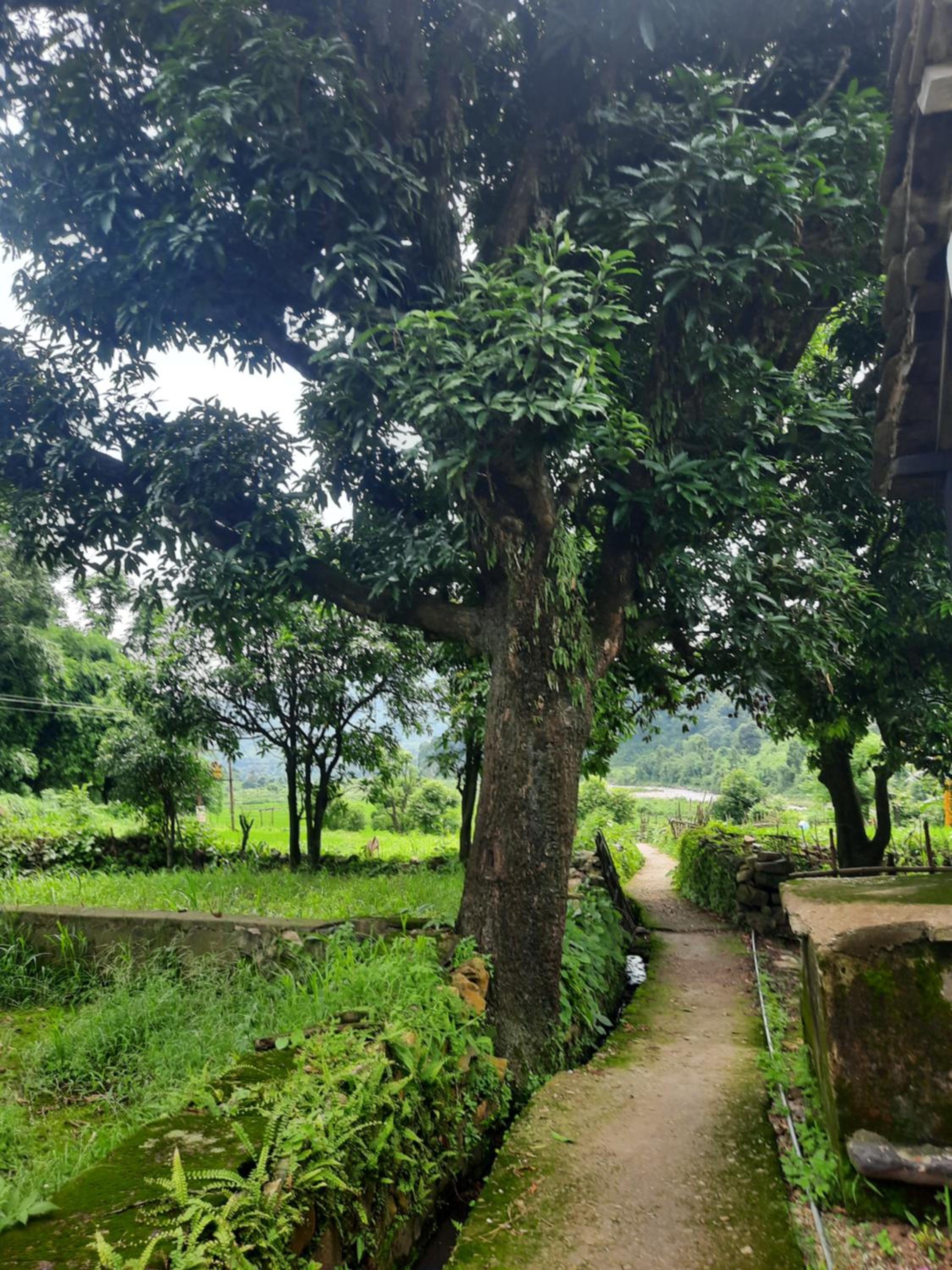 The Corbett Rajae Homestay