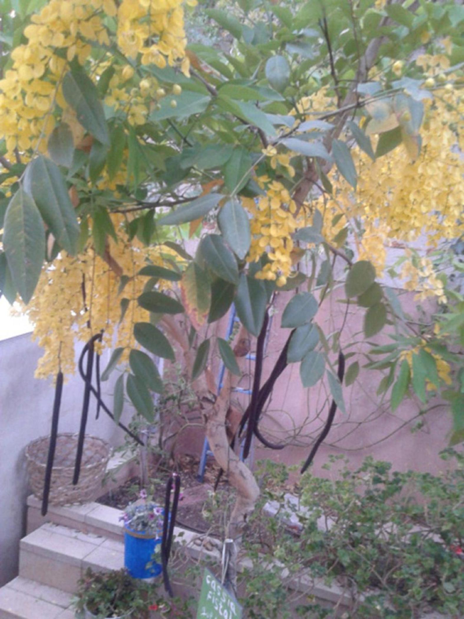 Barud Gedera Israel