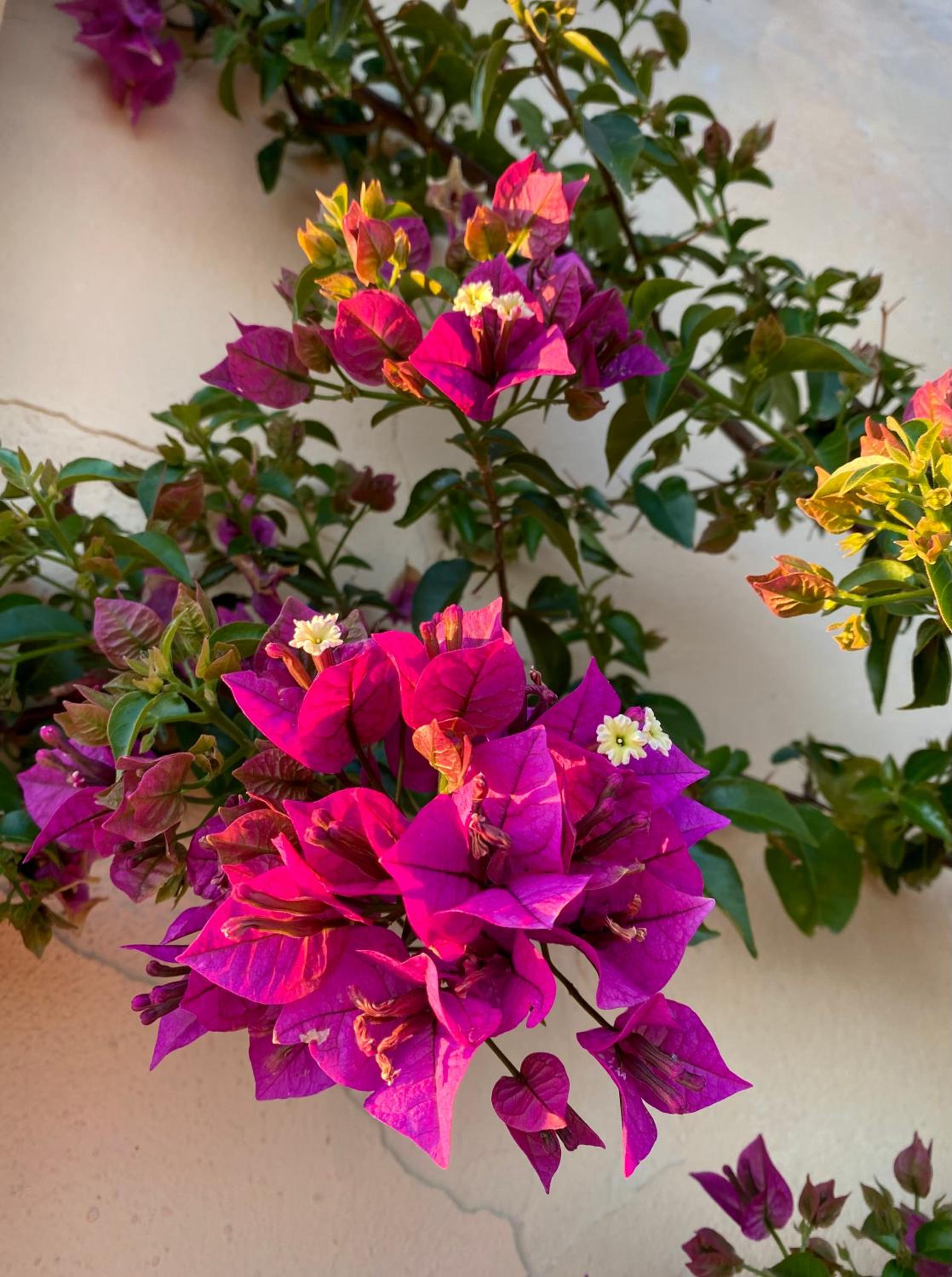 Villa le Bougainvillea