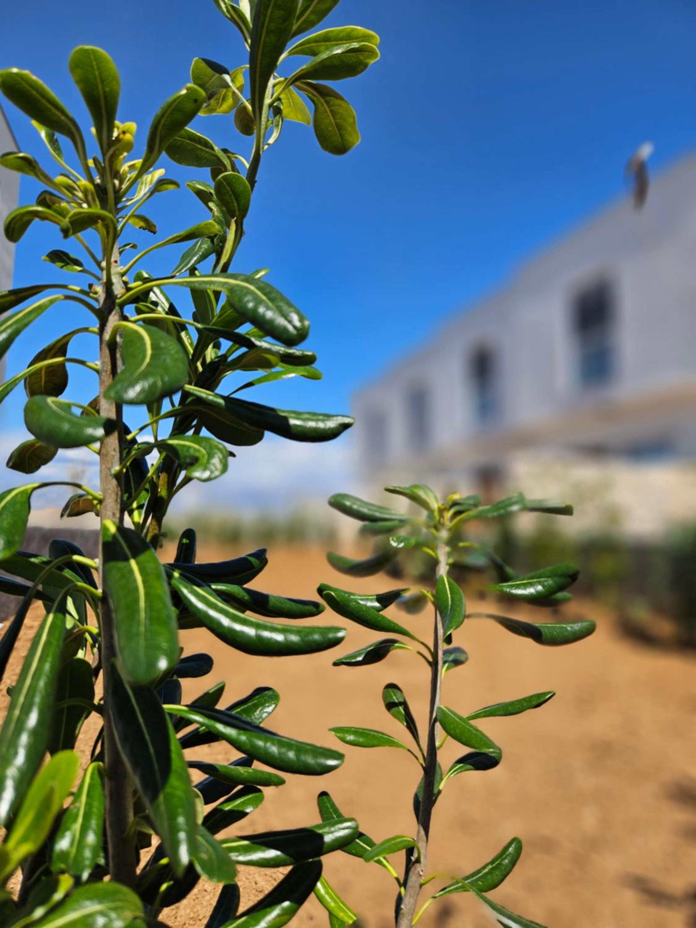 Bura house