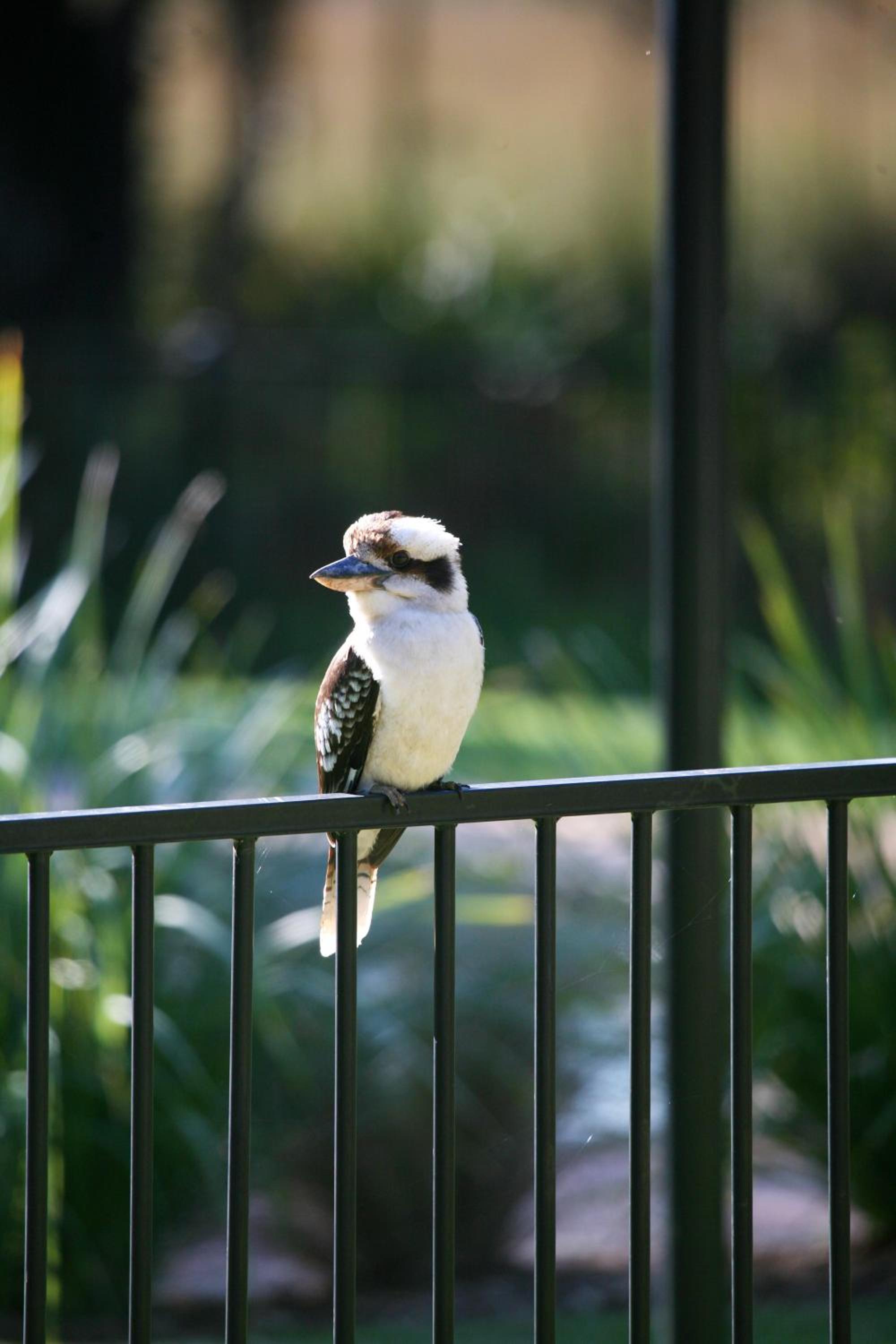 Port Stephens Koala Sanctuary
