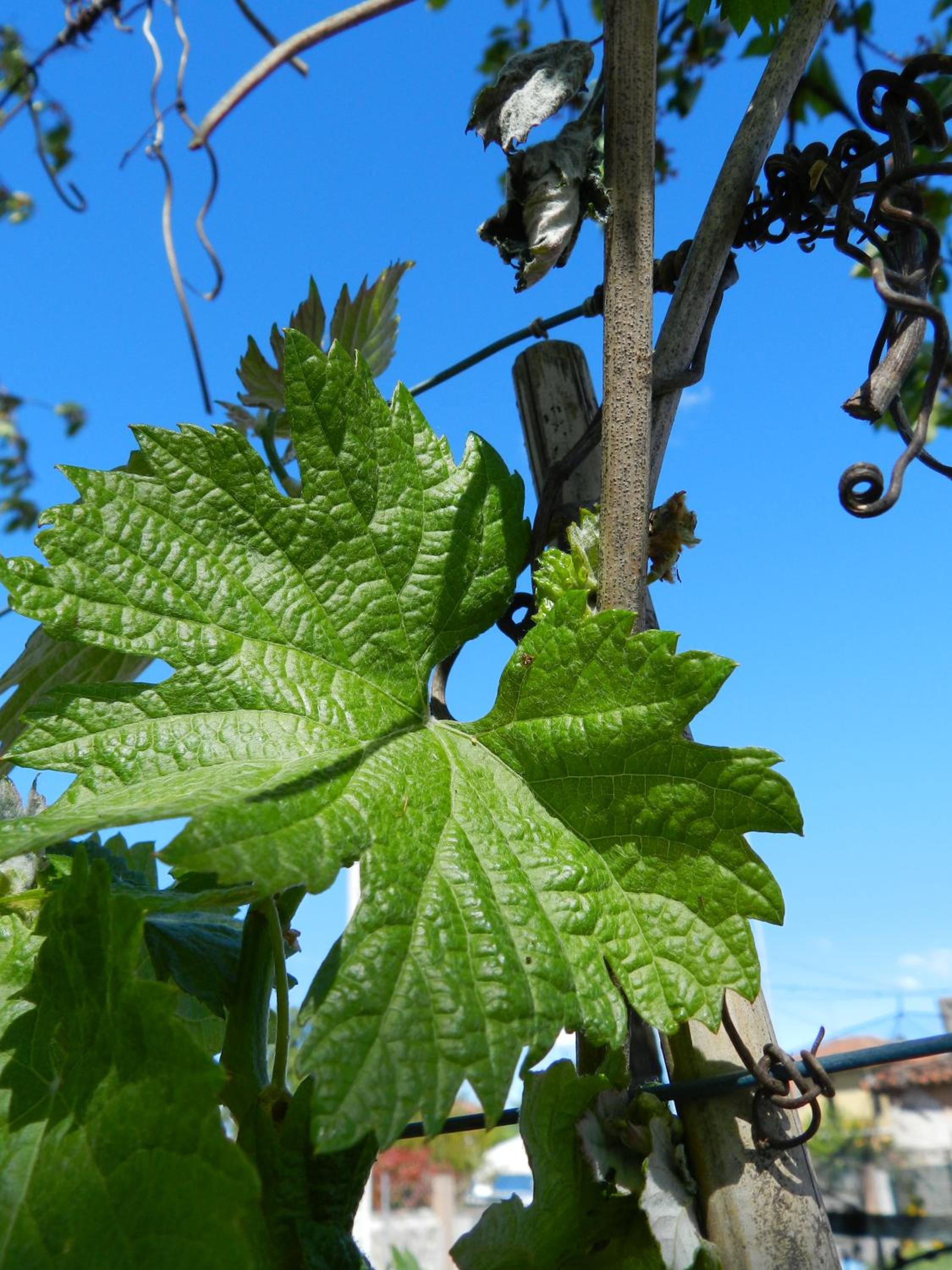 Agriturismo Tonutti