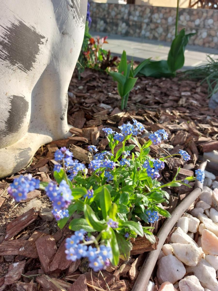 Pensiunea Daria, photo 38