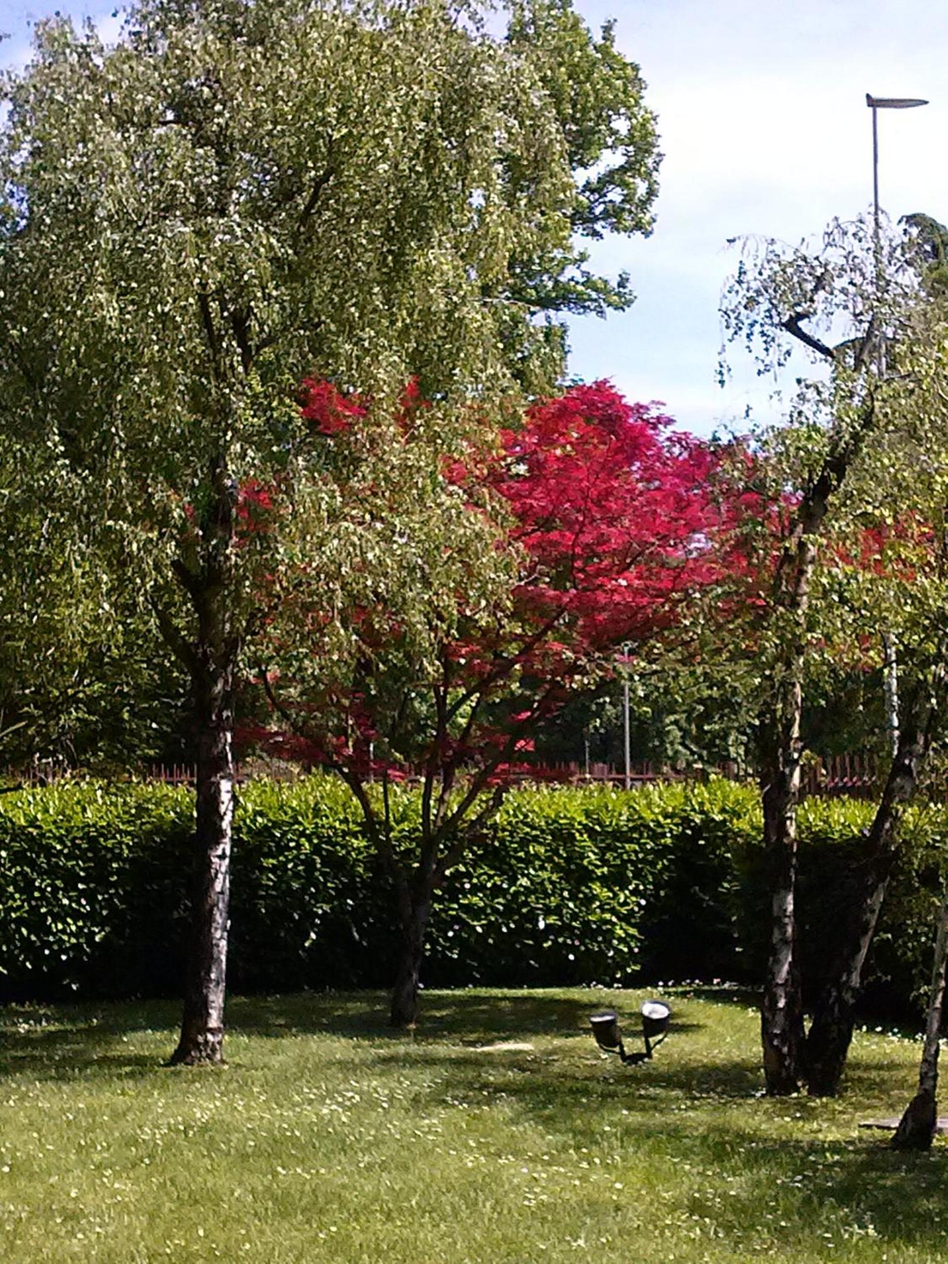 Le Betulle photo 3