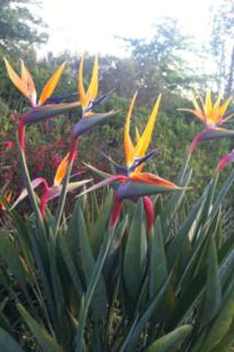 Photo 42