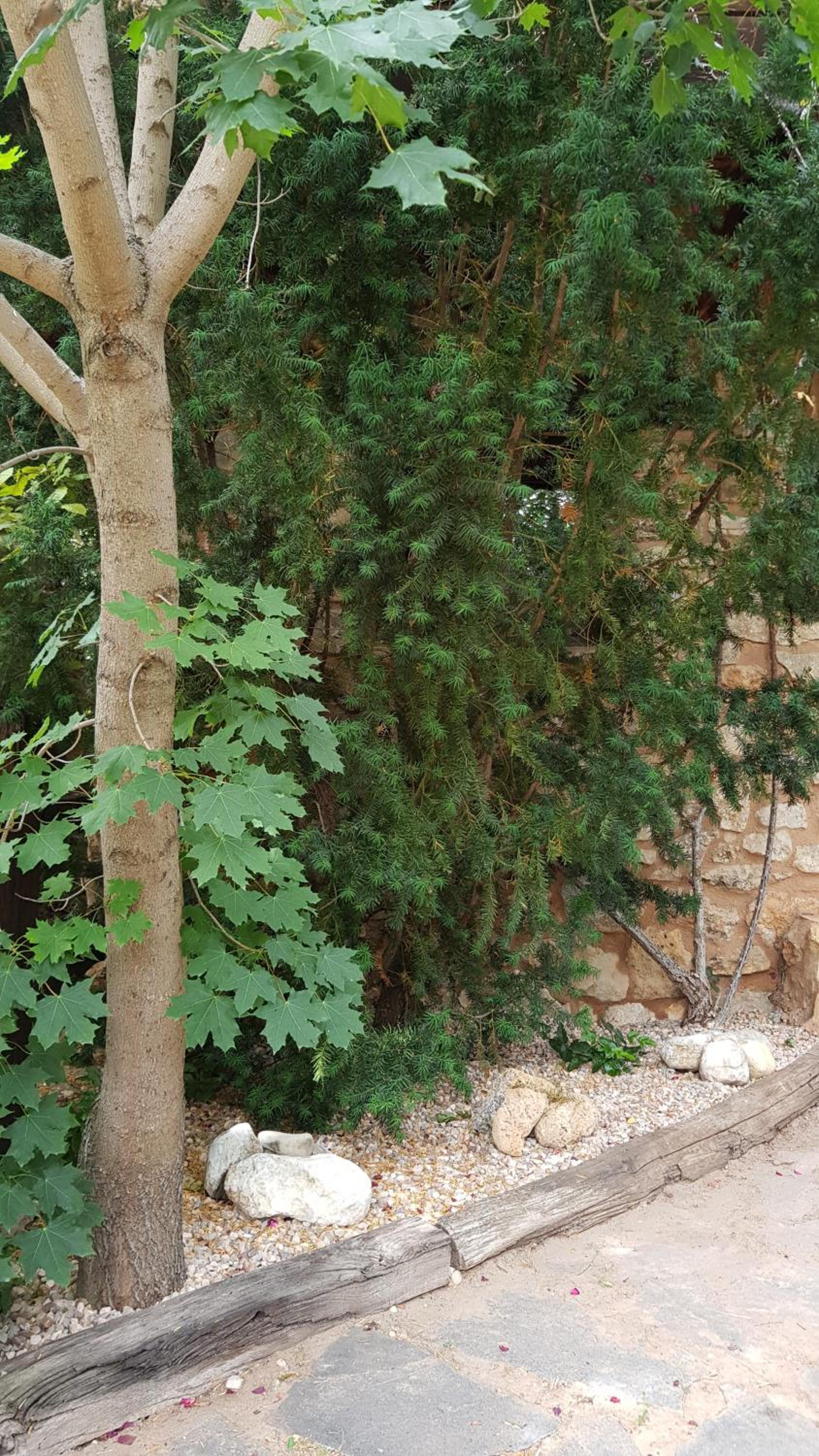 Acebos del Tajo