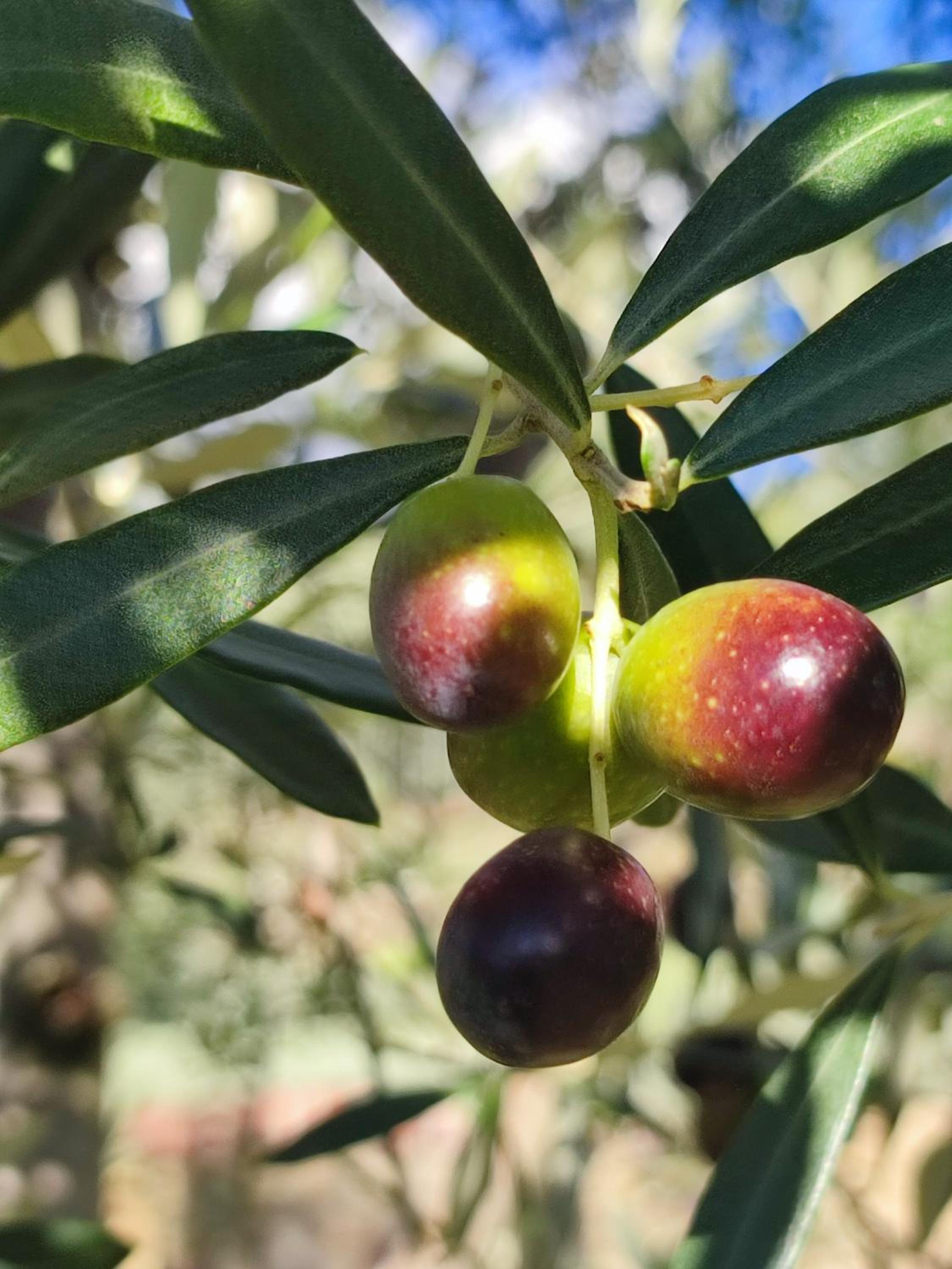 Agriturismo Cafaggio Primo