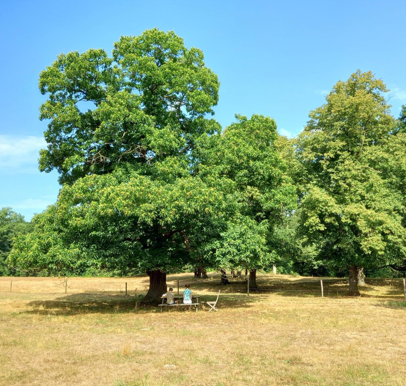 Houterhoeve