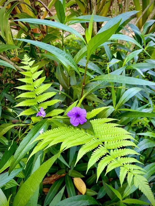 Casa Lavanda in tropical jungle garden