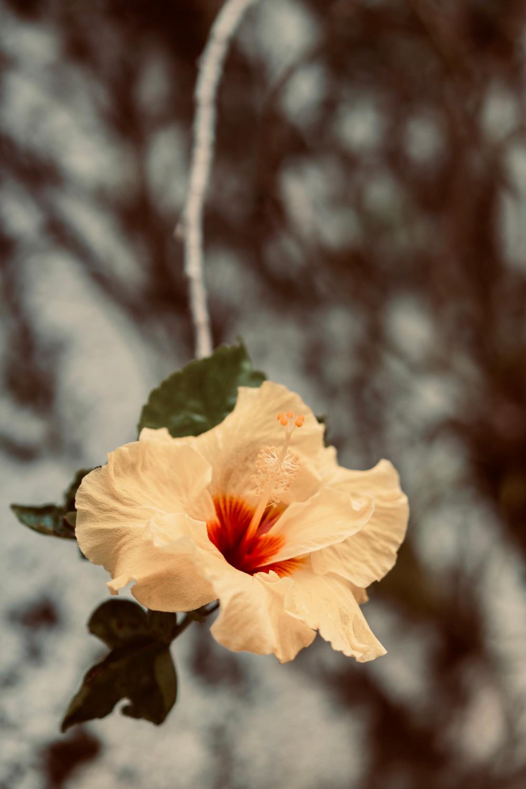 Photo 45