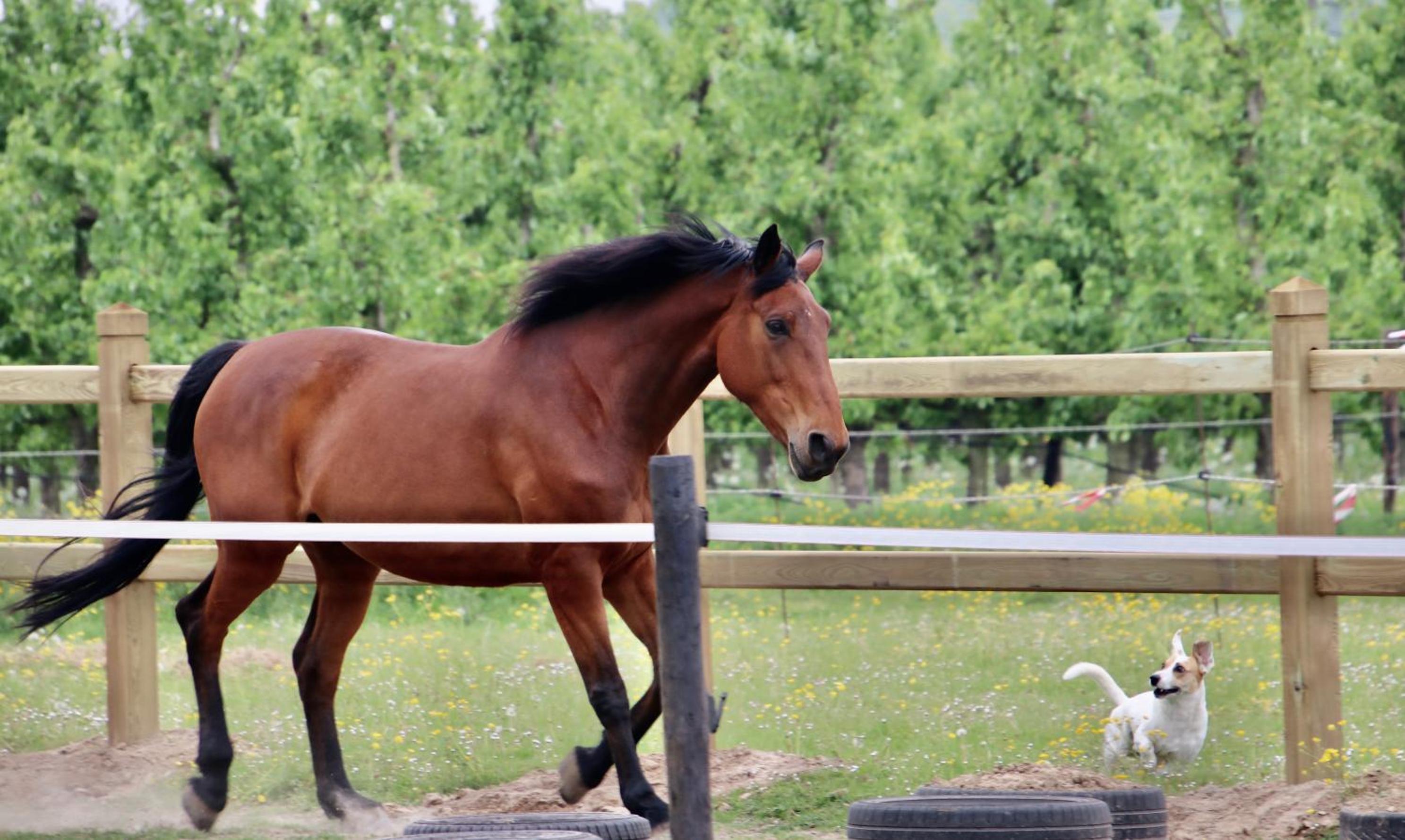 Ontwaken tussen de paarden