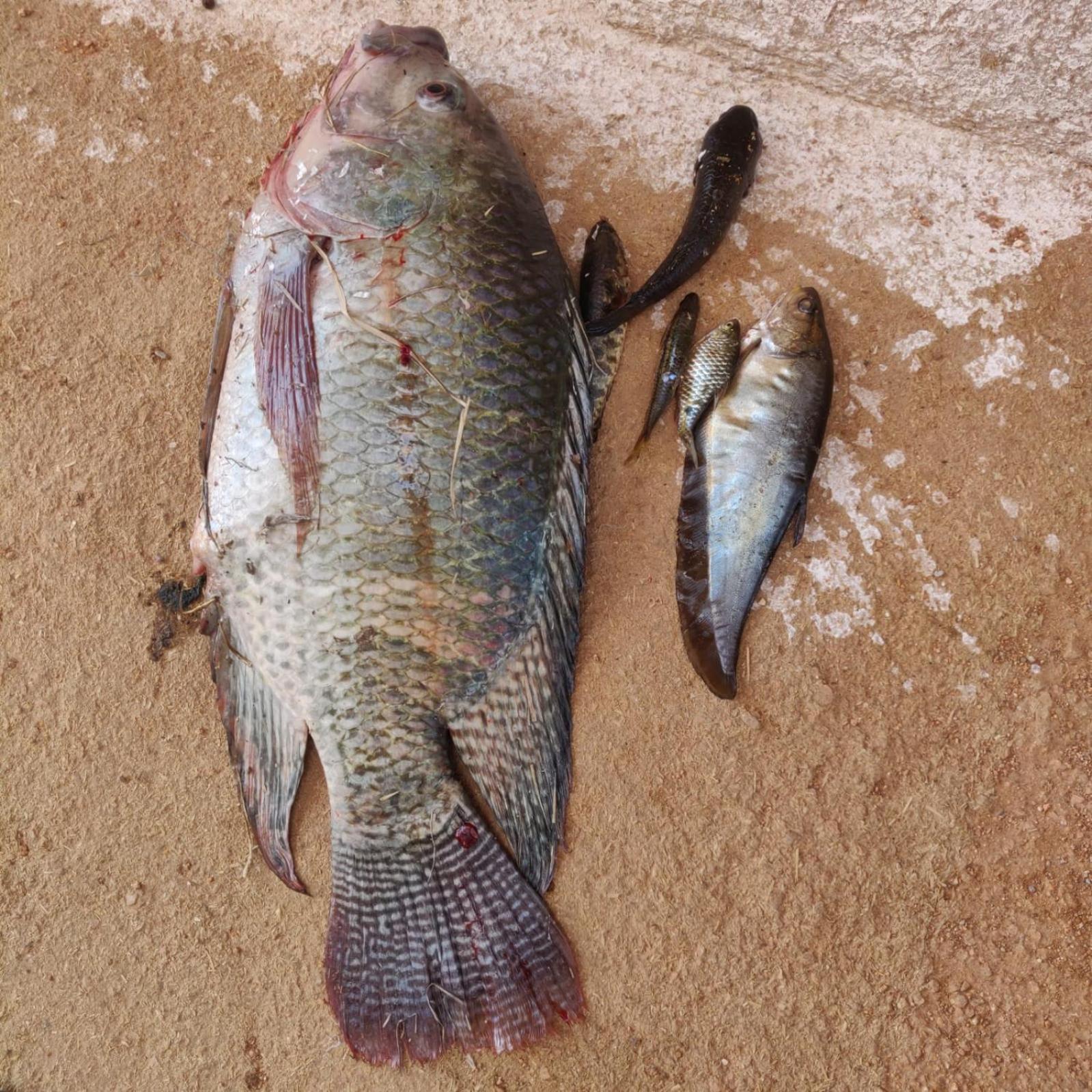 Chandera Kothi