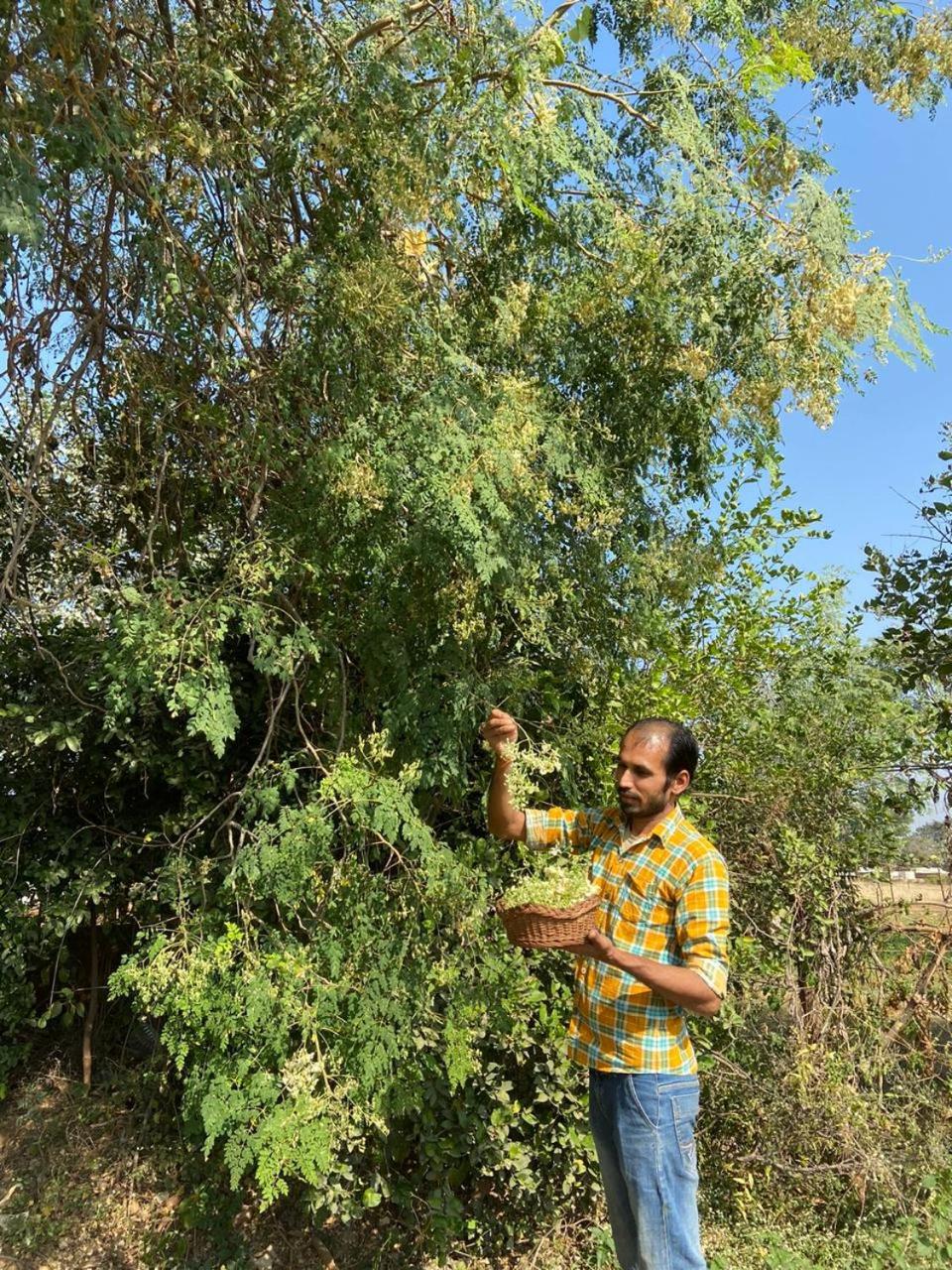 Chandera Kothi