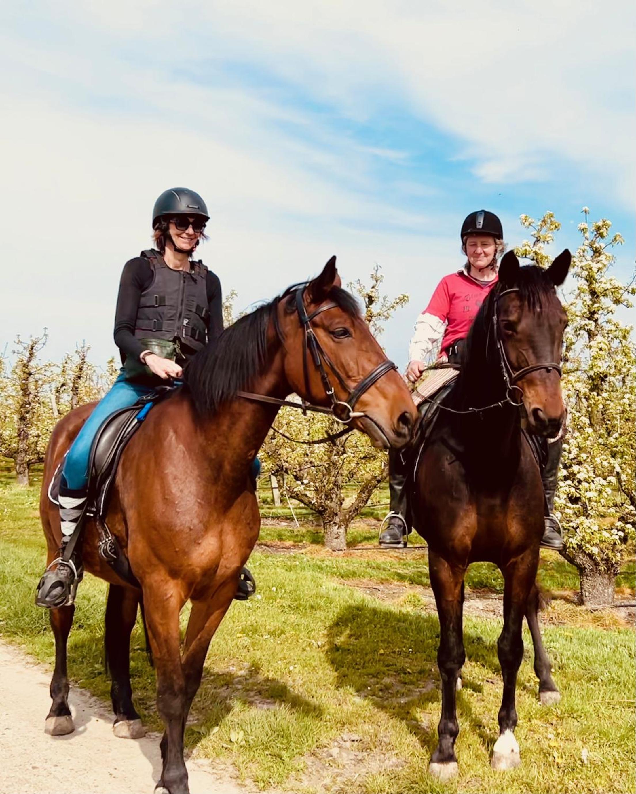 Ontwaken tussen de paarden
