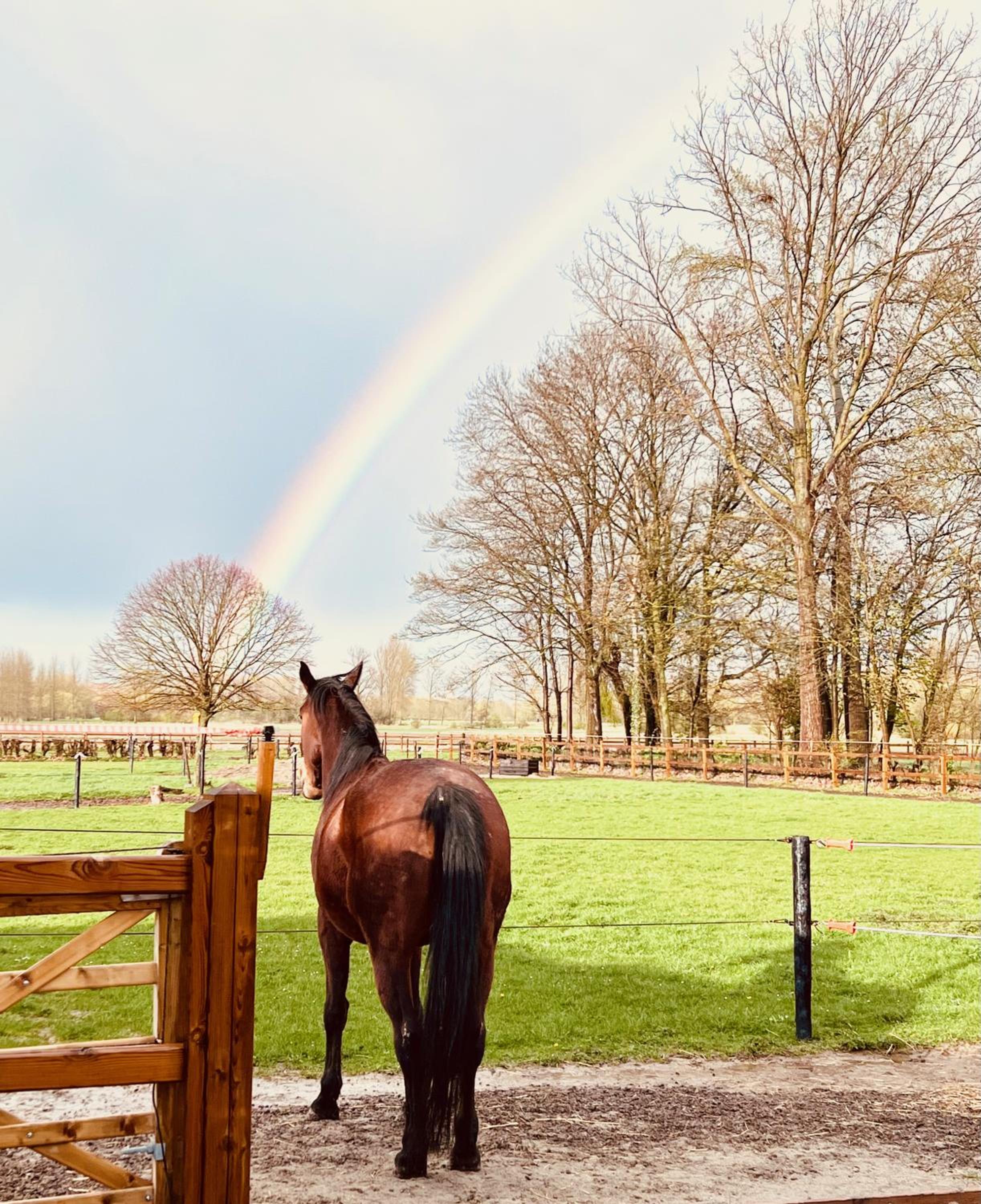 Ontwaken tussen de paarden