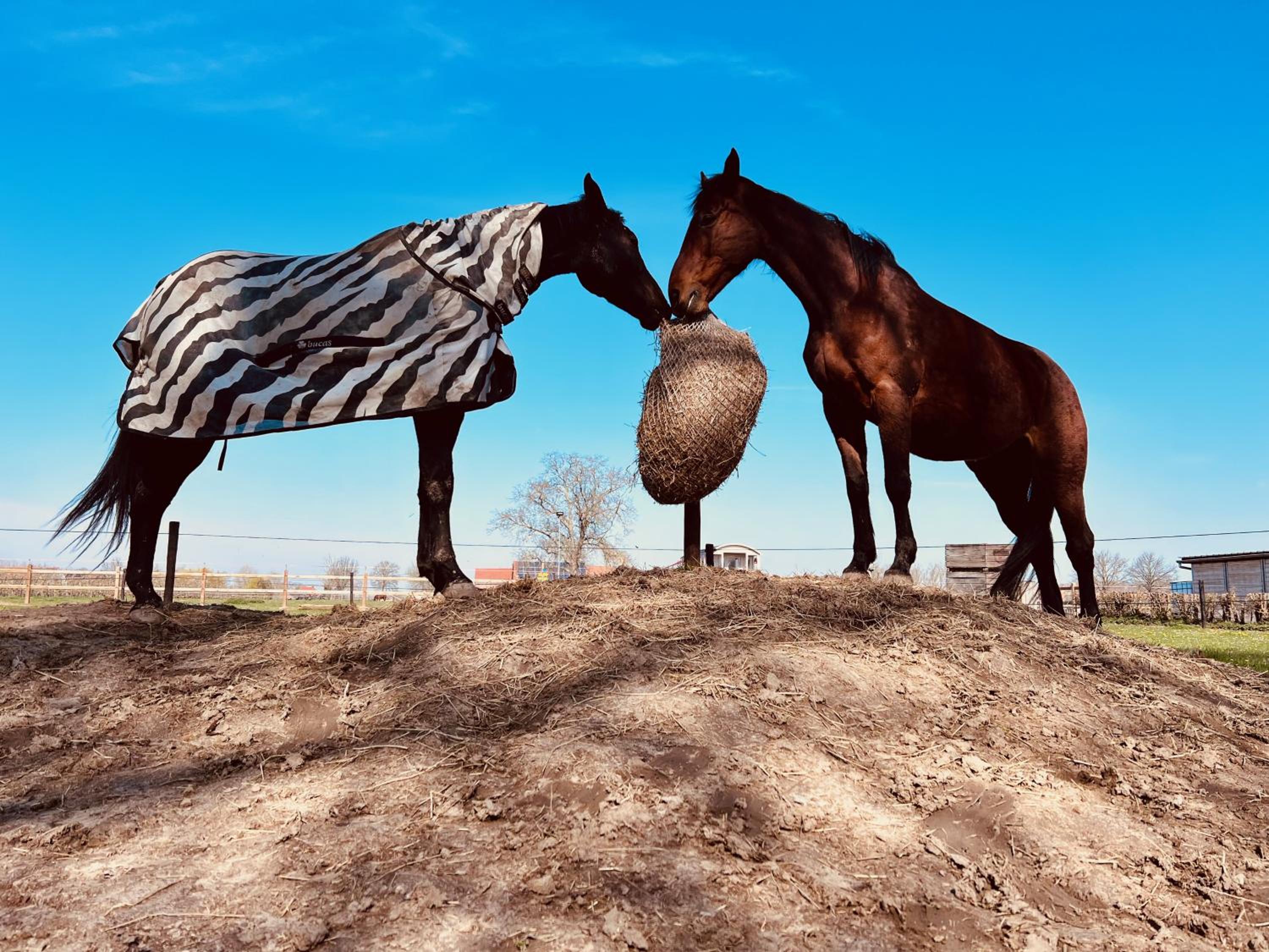 Ontwaken tussen de paarden
