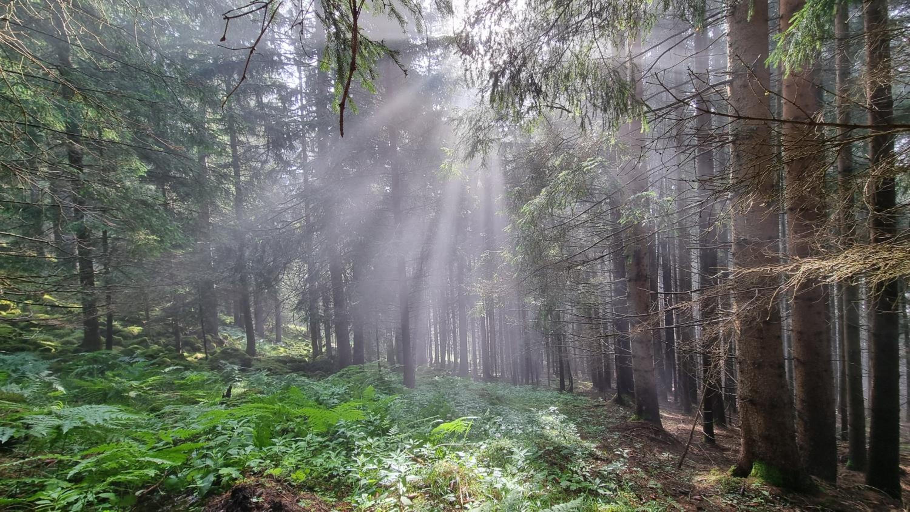 Ferienwohnungen Rabensteiner