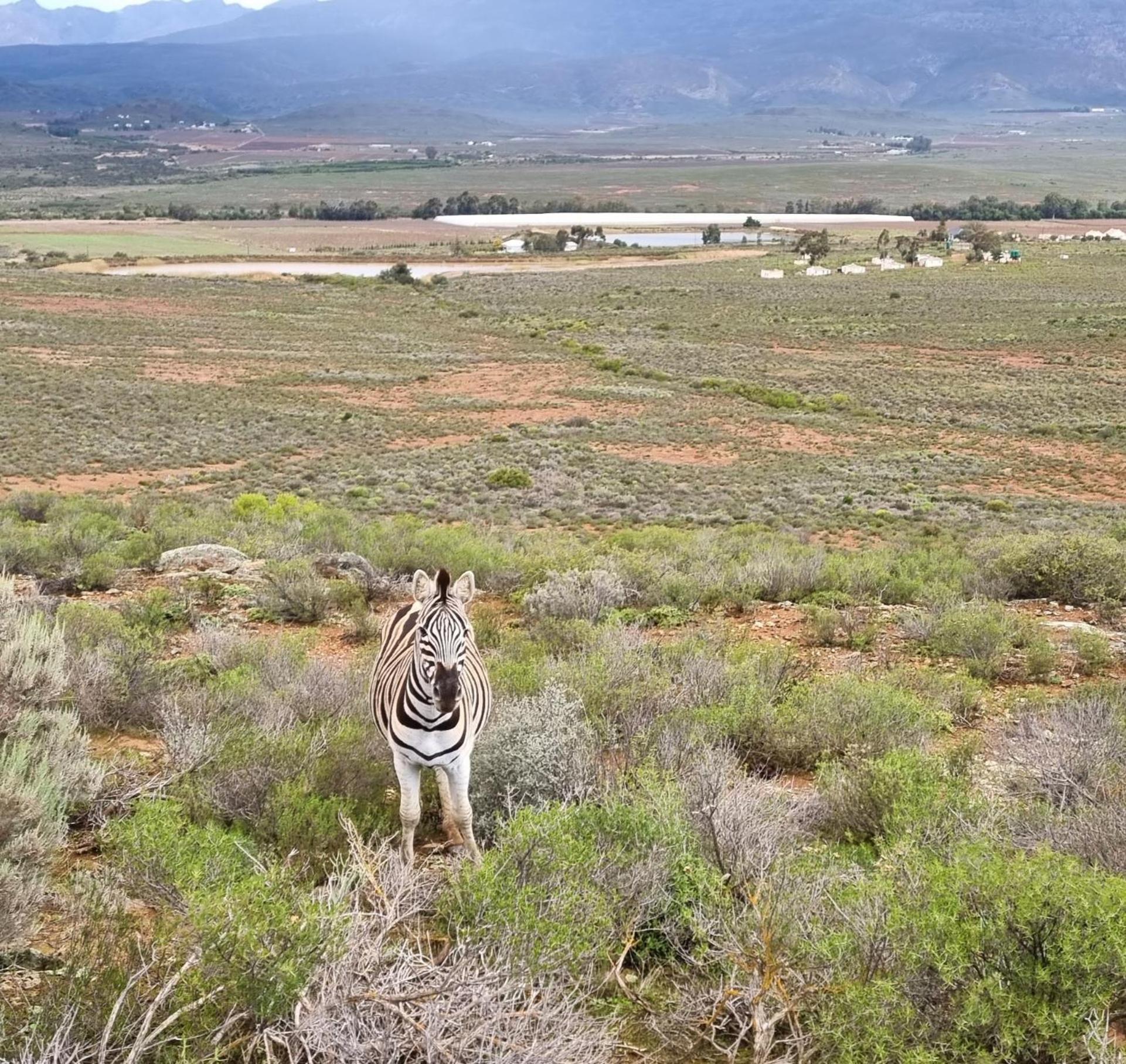 Phumelela Private Game Farm view 2