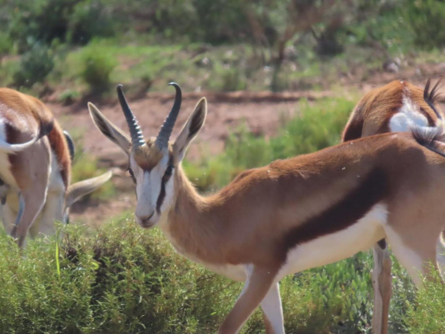 Phumelela Private Game Farm view 3