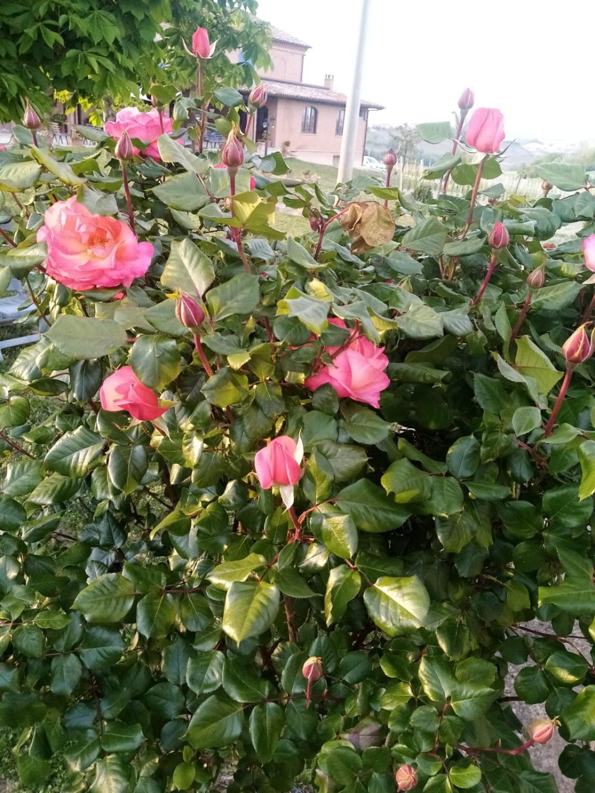 Photo 41