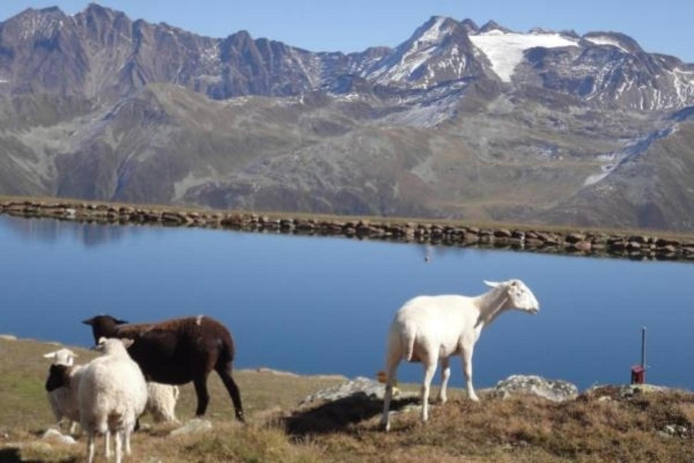 Chalet Stefanino, 3 12 Zimmer