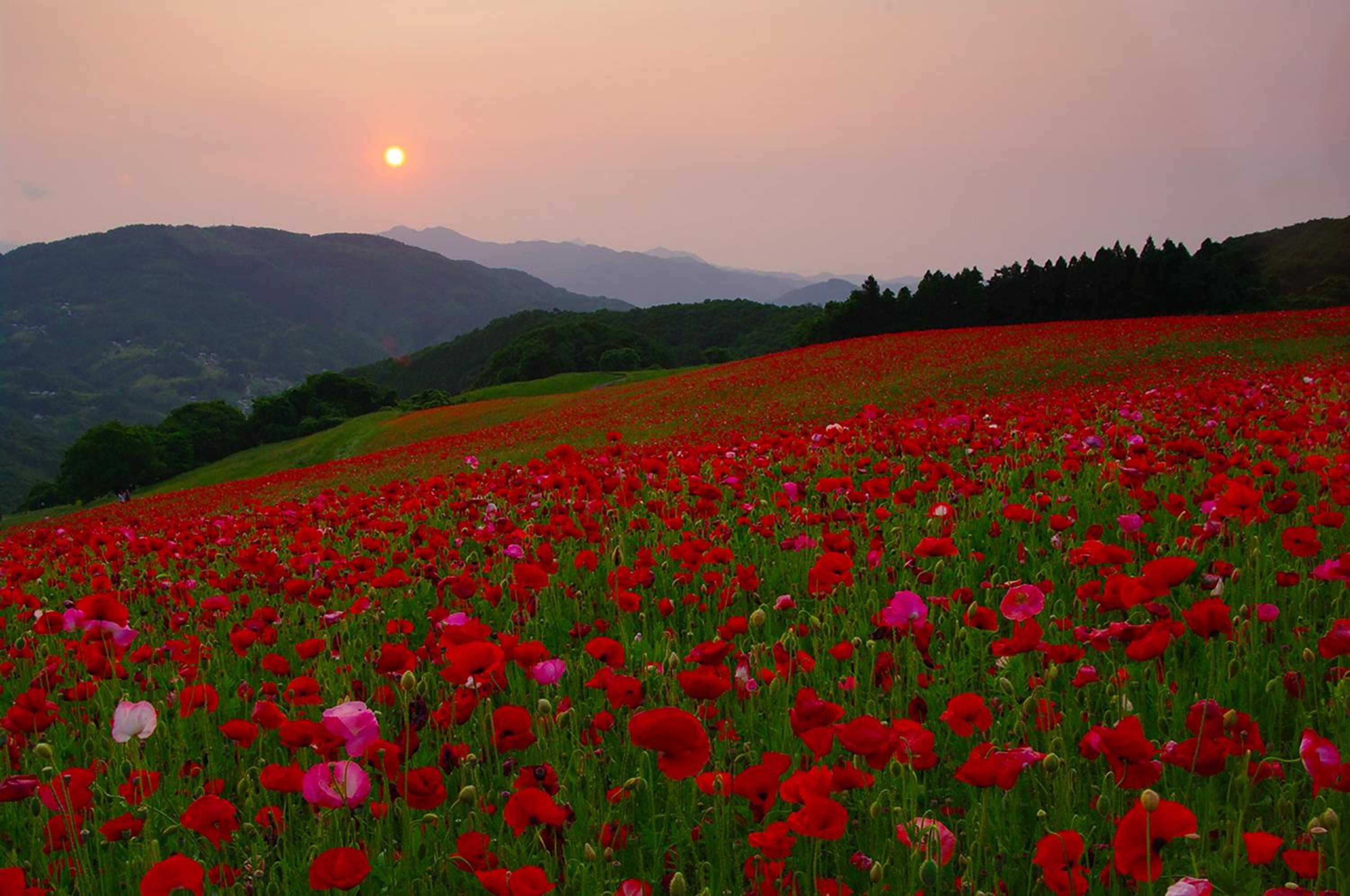 Ikoi no Mura Heritage Minoyama view 3