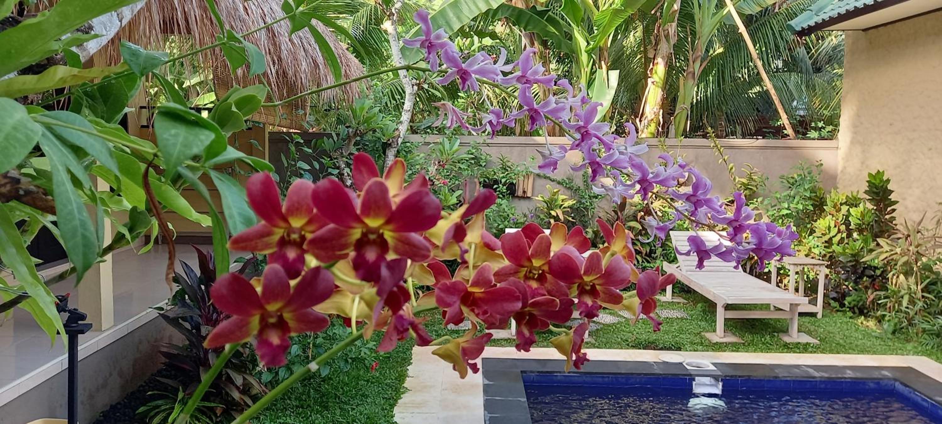 Ulami Guest House Tejakula view 4