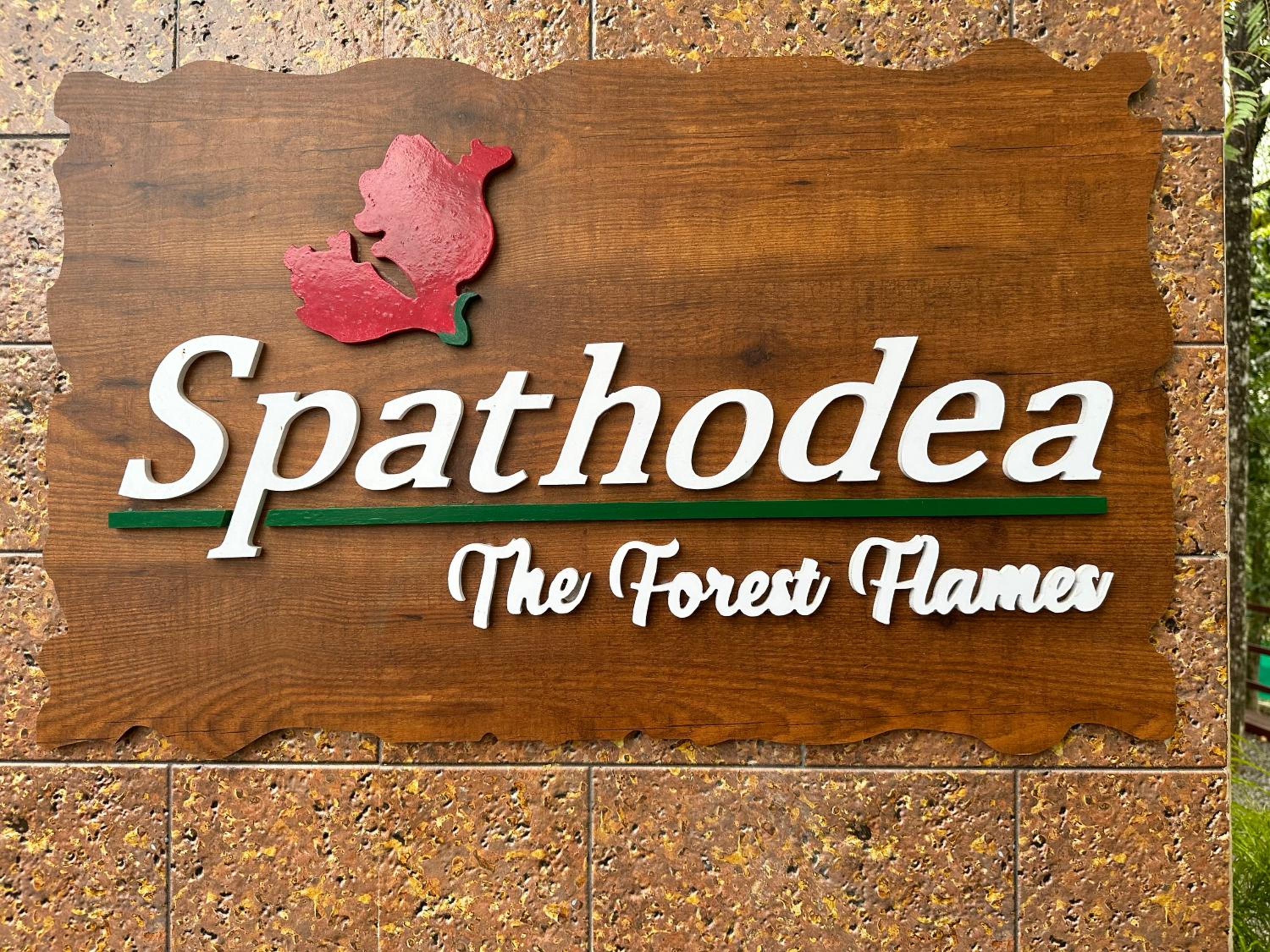 SPATHODEA