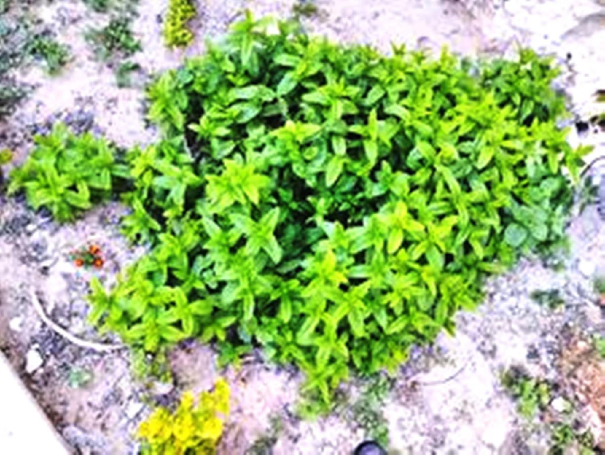 Photo 41