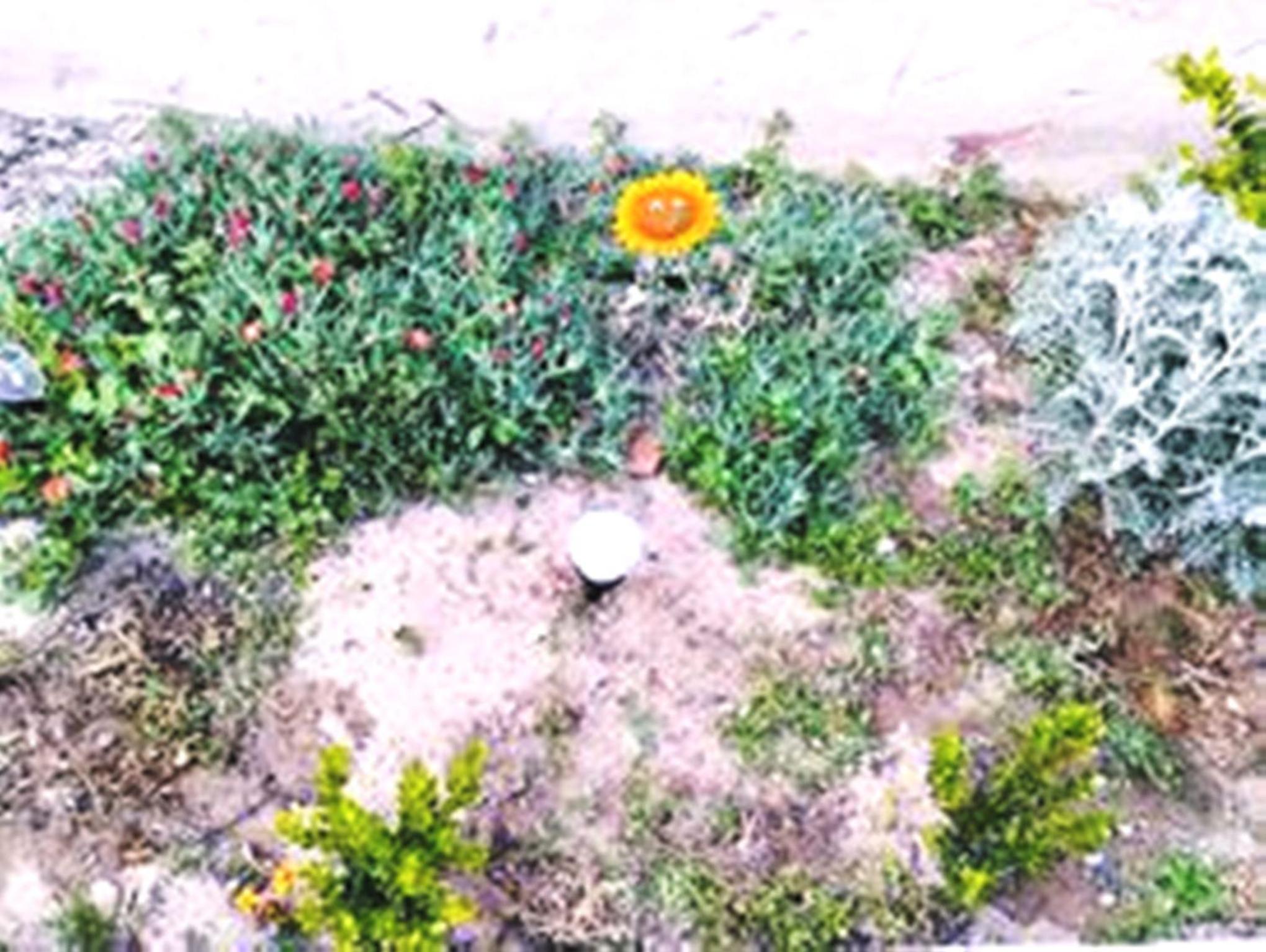 Photo 42