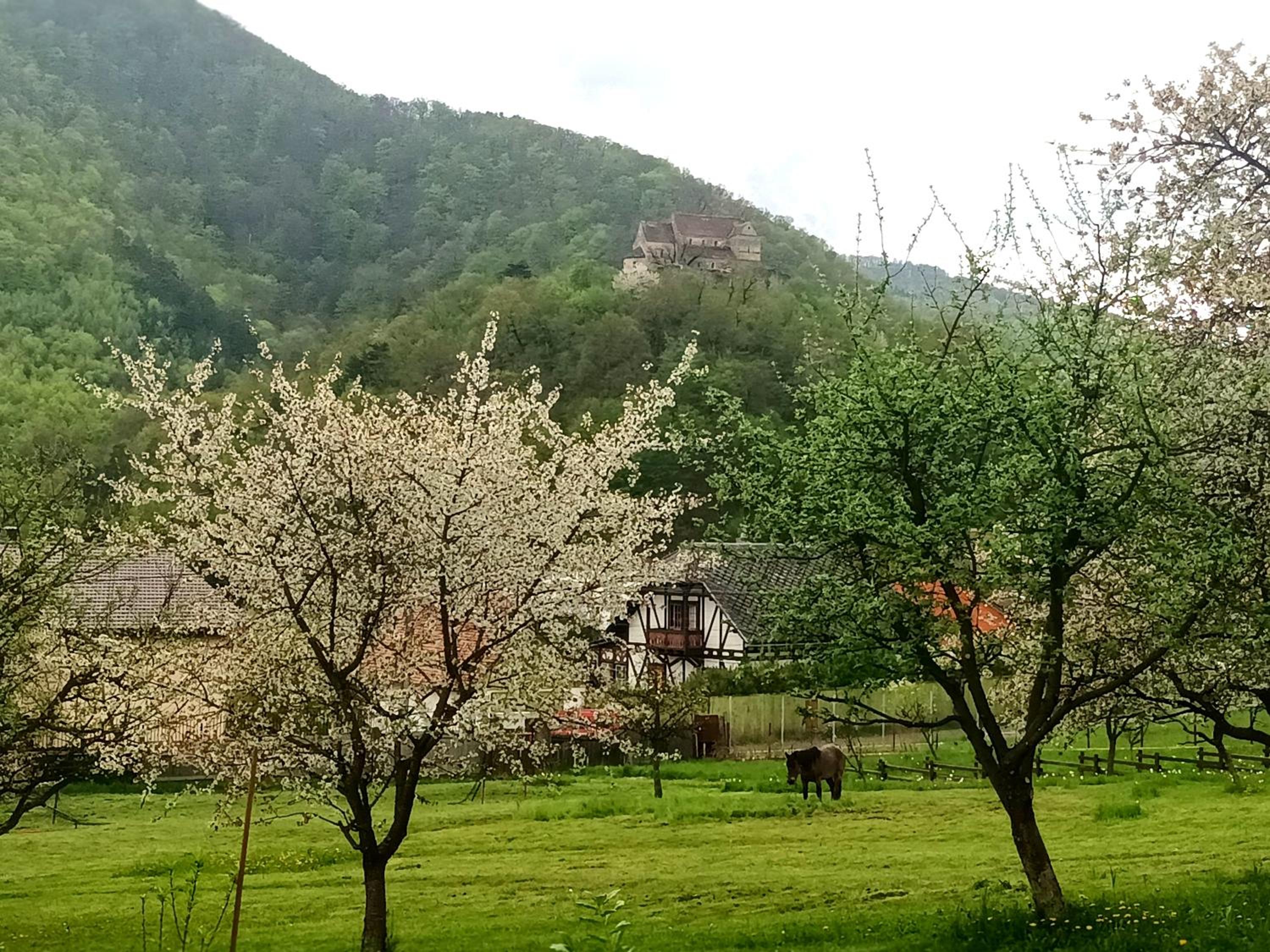 Elimheim