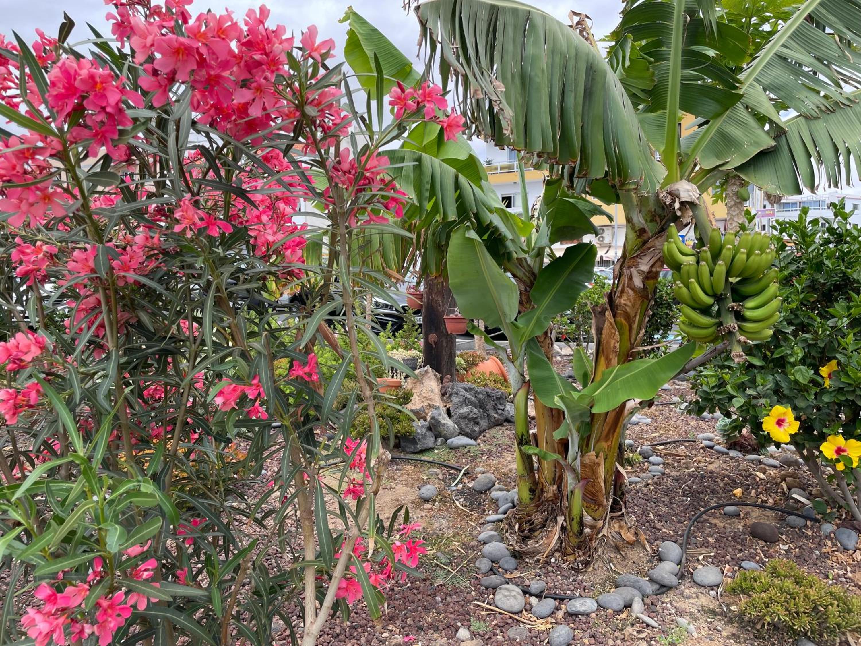 Mona's Point Tenerife