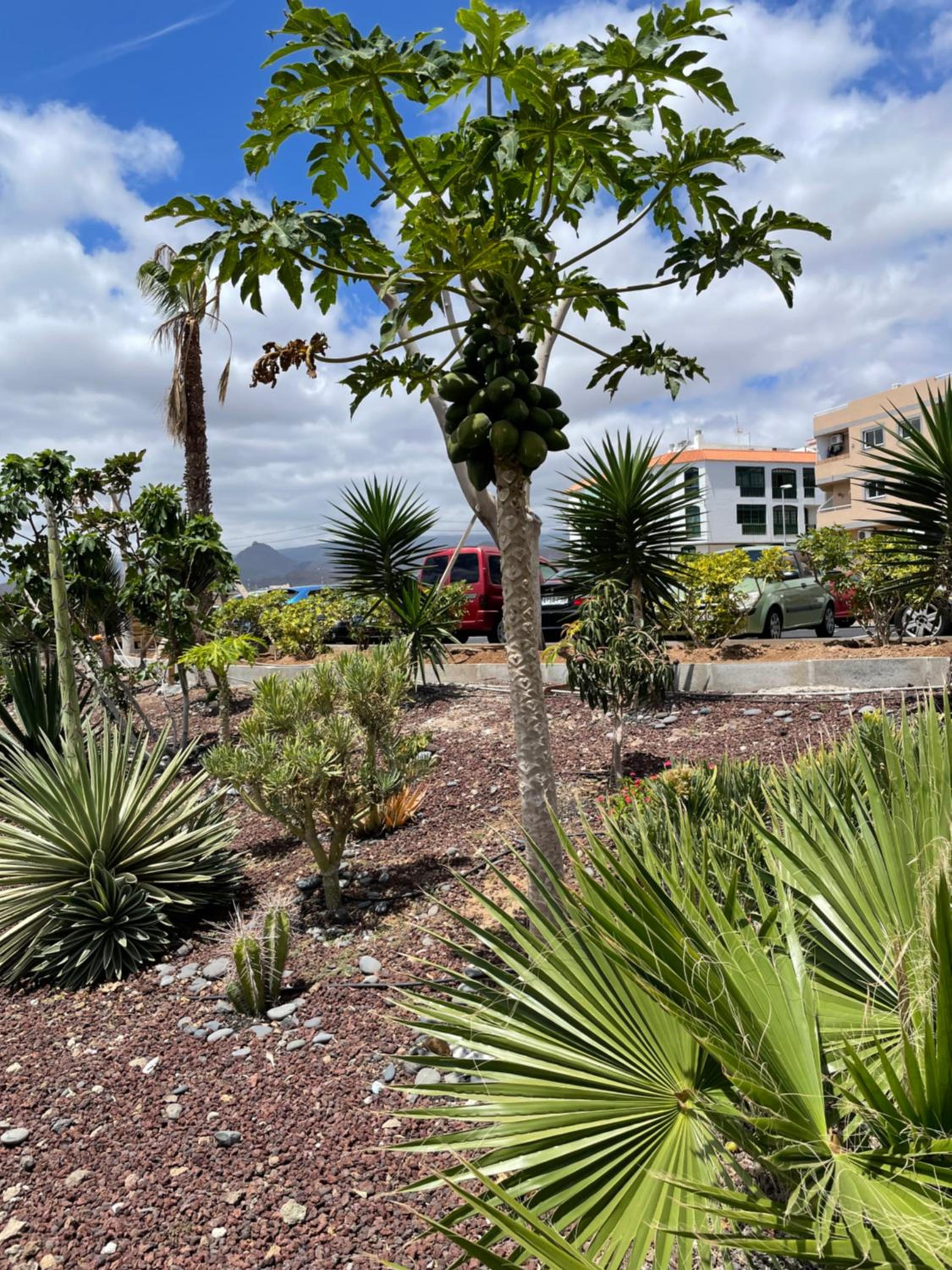 Mona's Point Tenerife