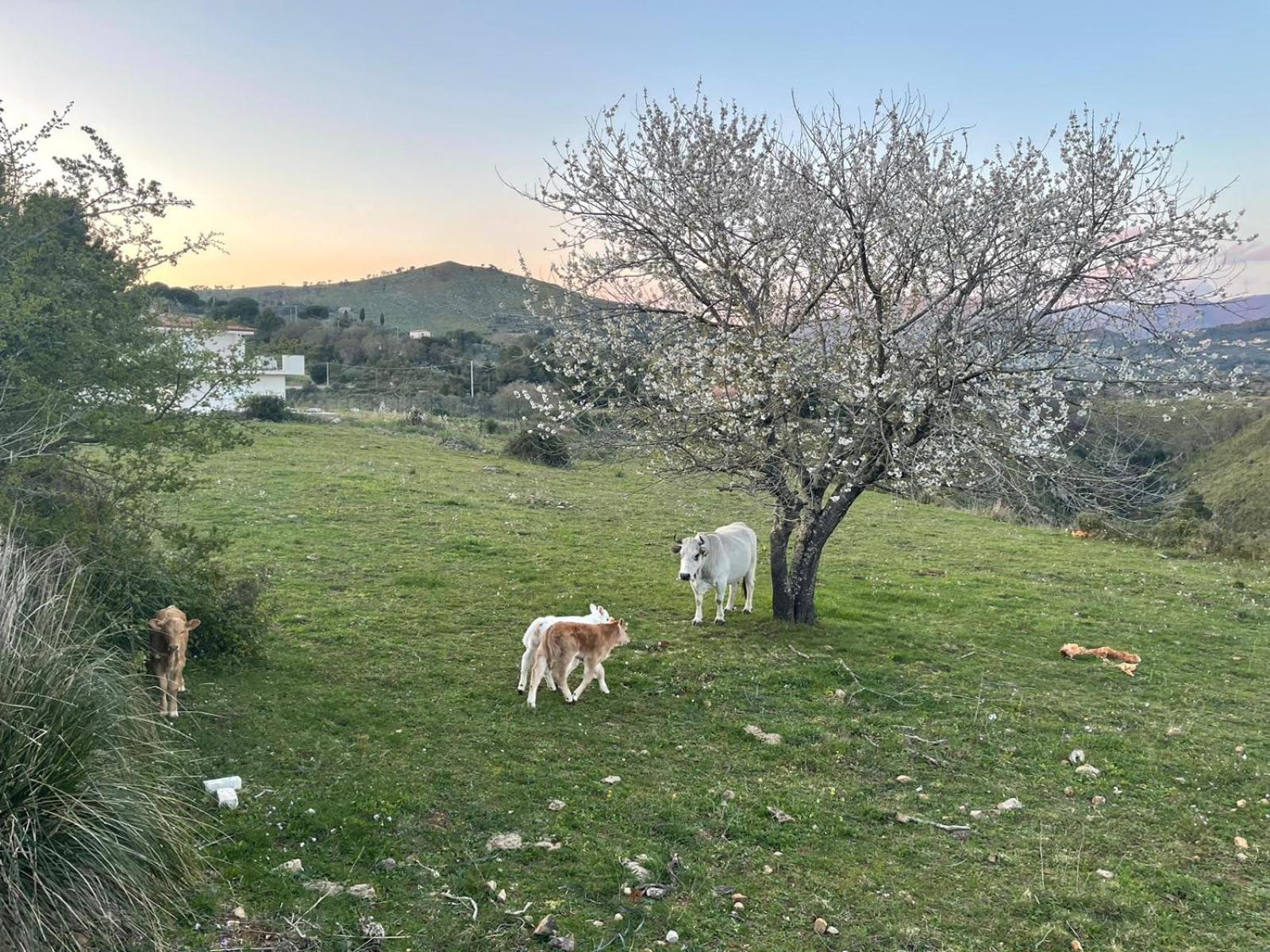 CASA ADELE 1 per una vacanza in semplicità e relax in prossimità di Sperlonga view 2