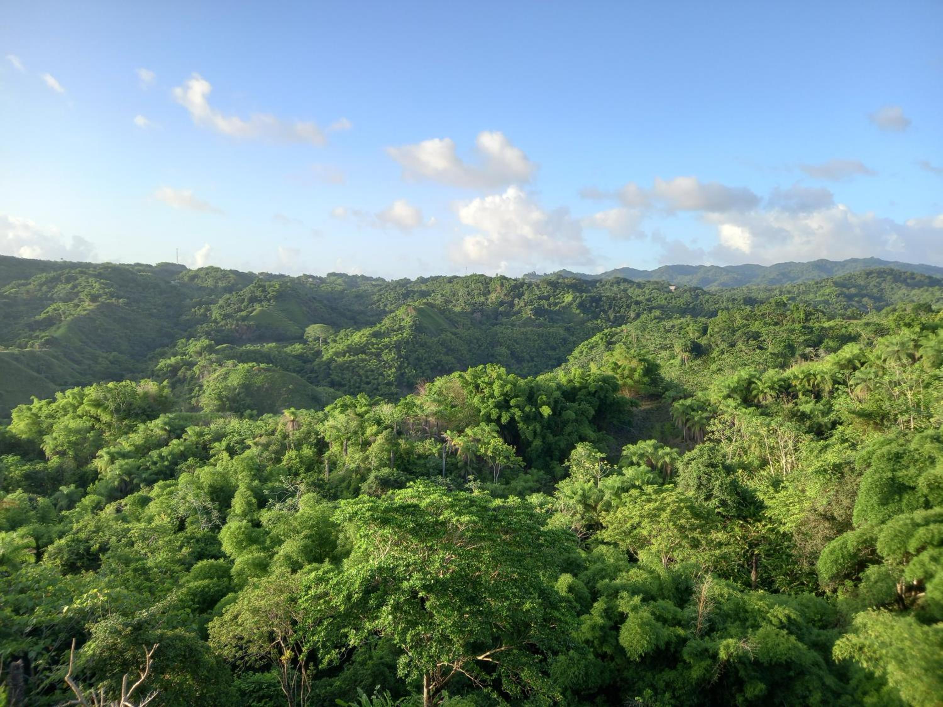 Parakeet Hideaway