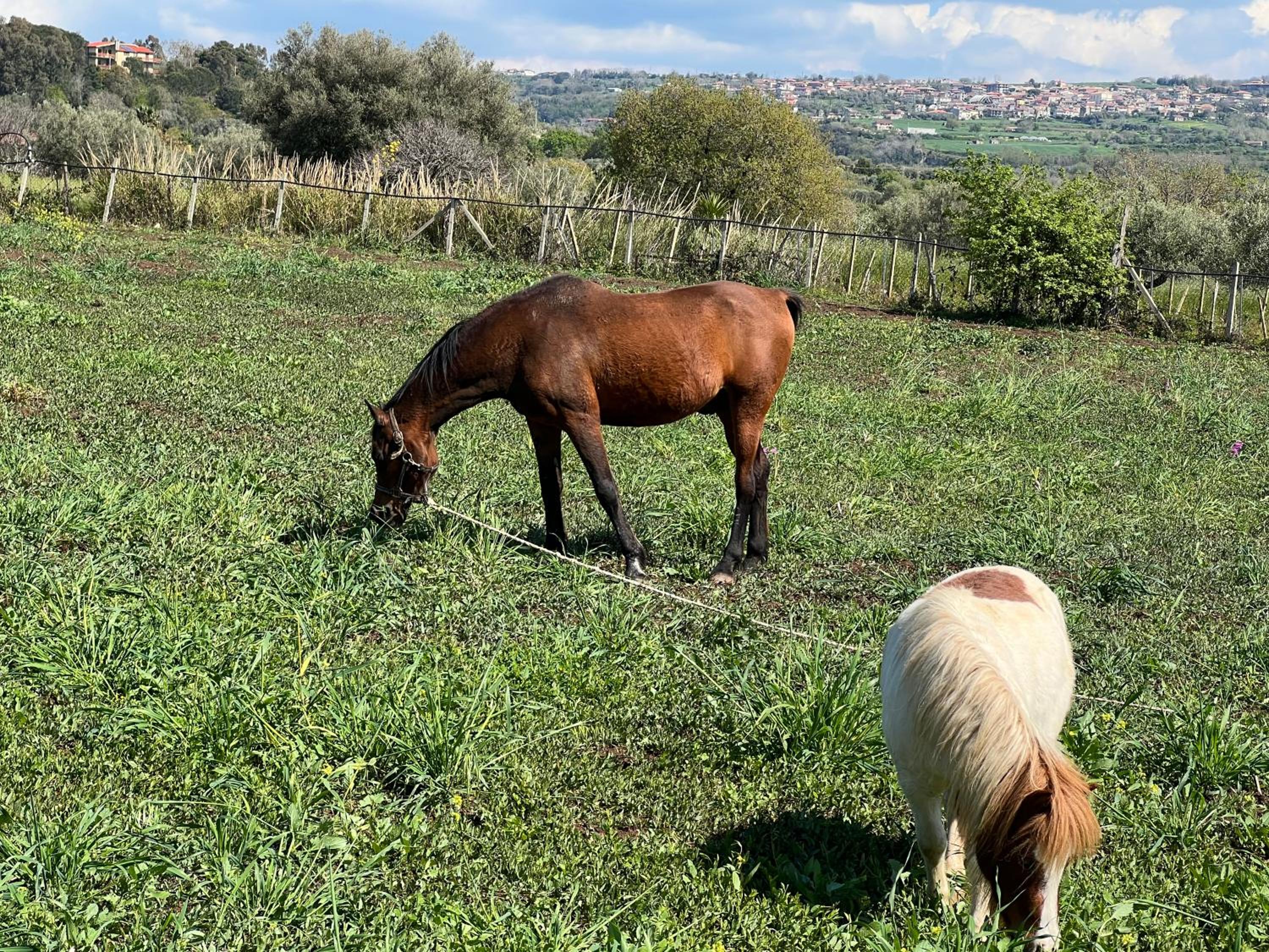 Agriturismo Manitta