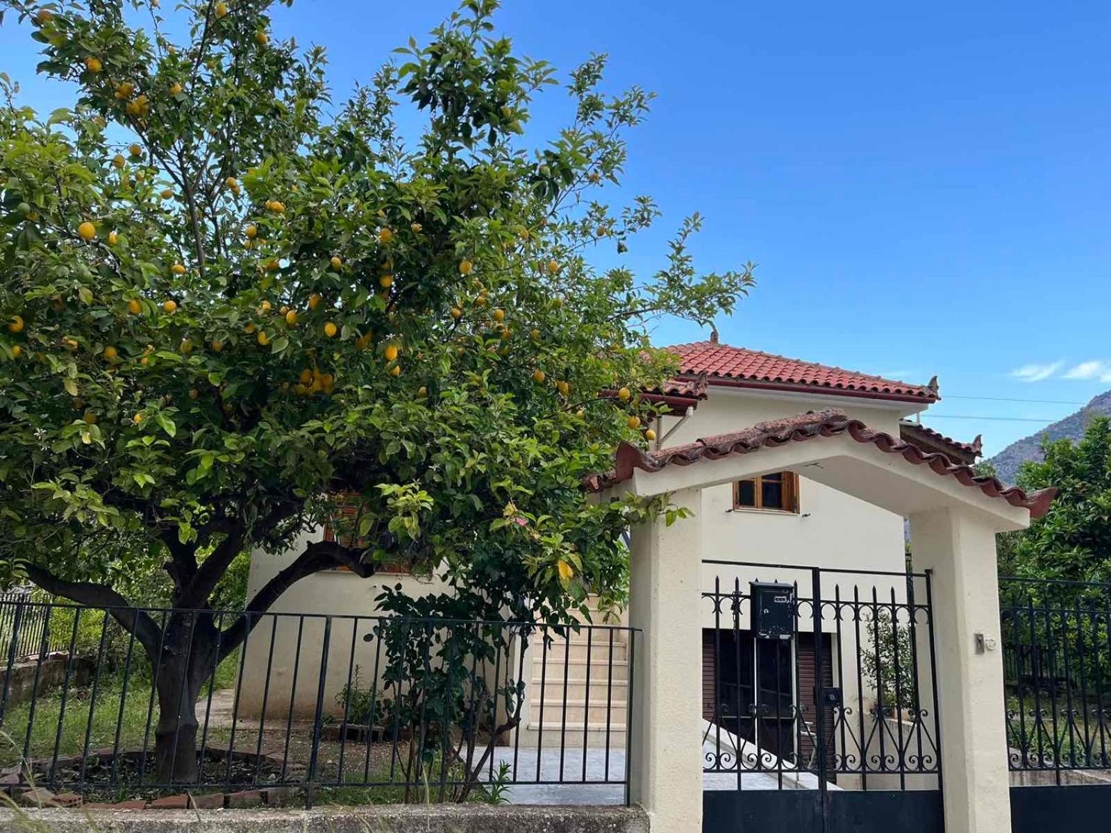 Lemon Tree House view 2