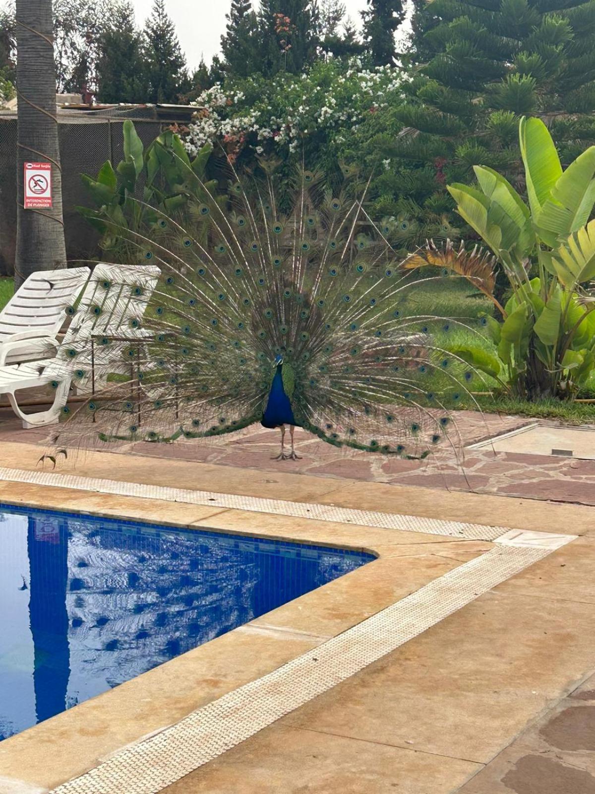 Riad TANJIL photo 27 of 57