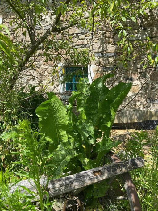 ROSE COTTAGE (sleeps 4)