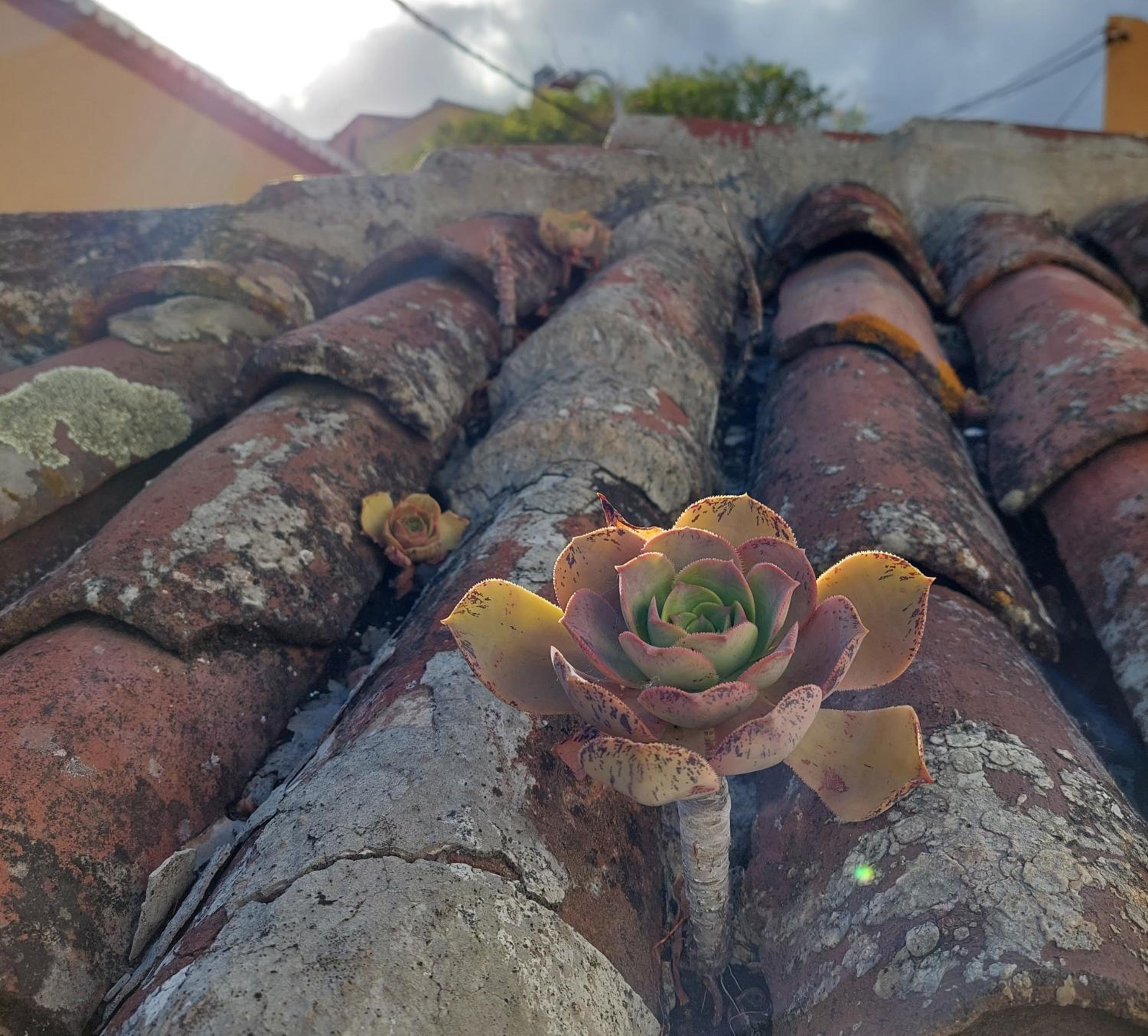 Casita Drago - cozy traditional house with nice terrace view 4