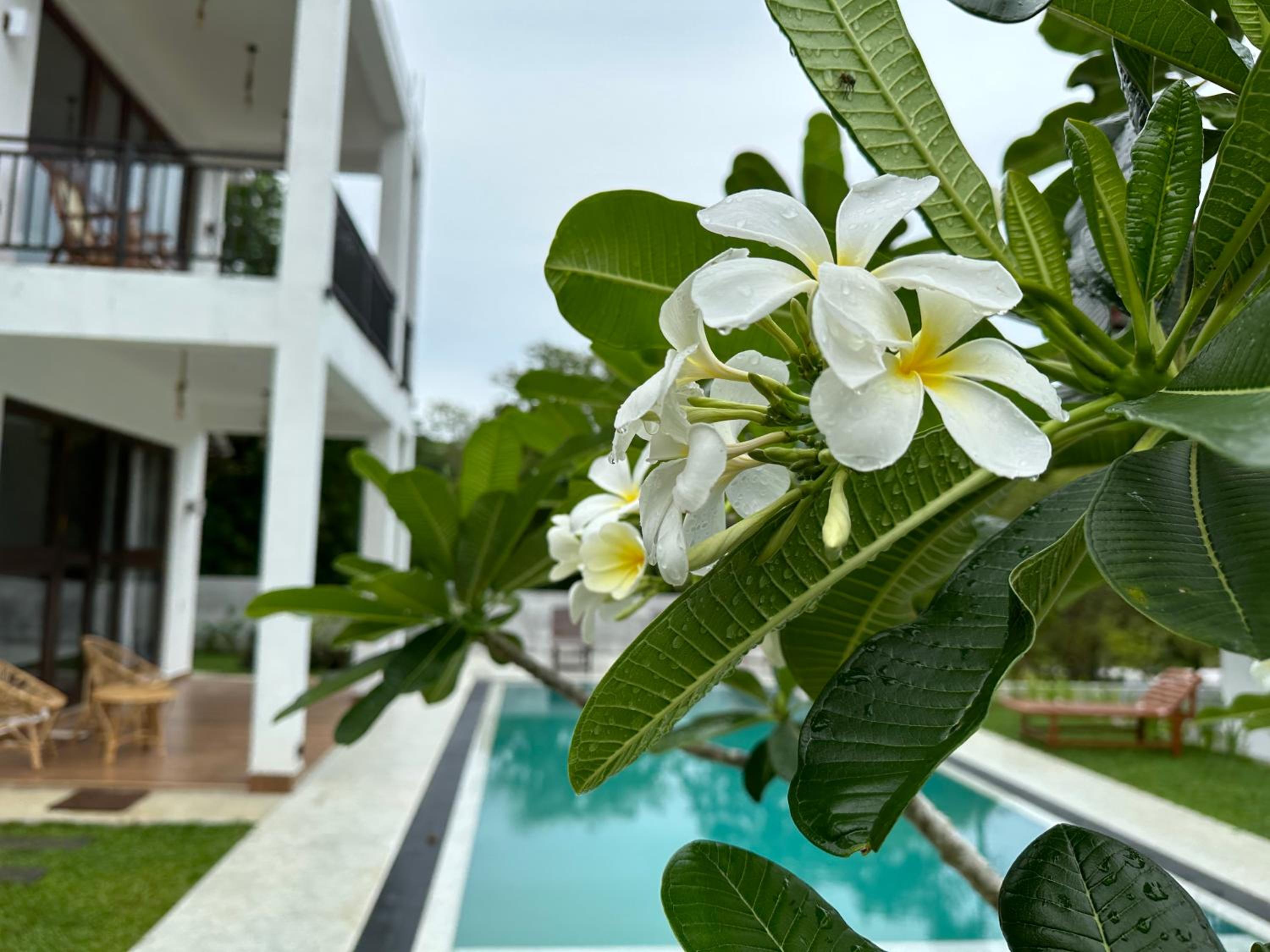 Finch Tangalle