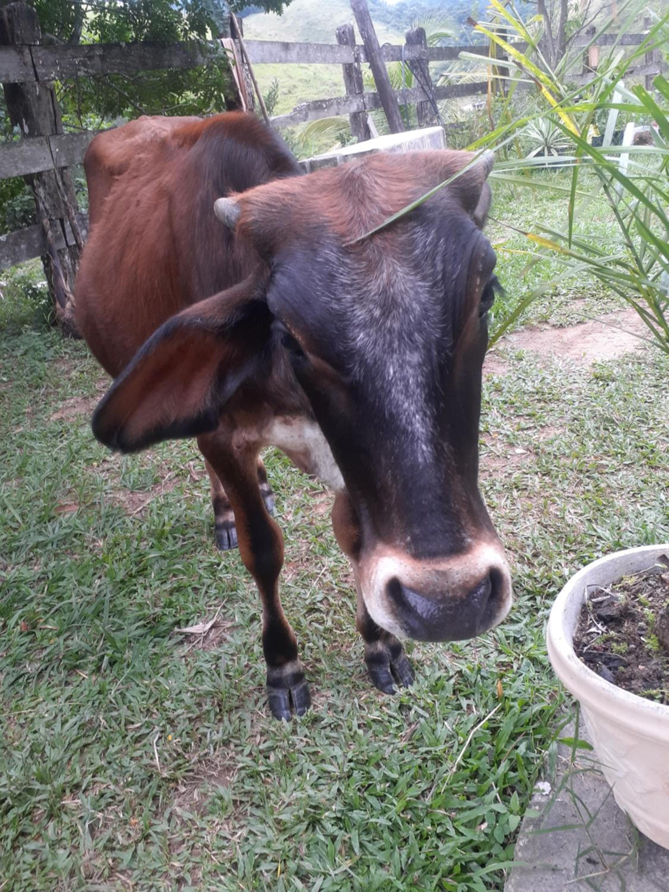 Fazenda Águas Claras
