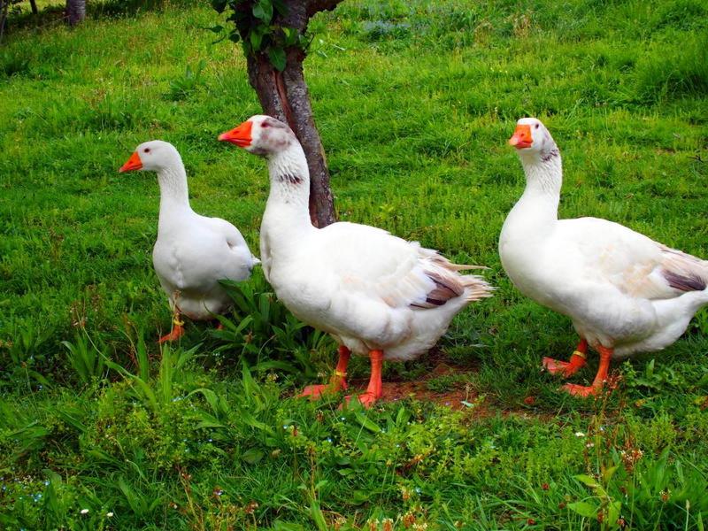 Aldaetxea