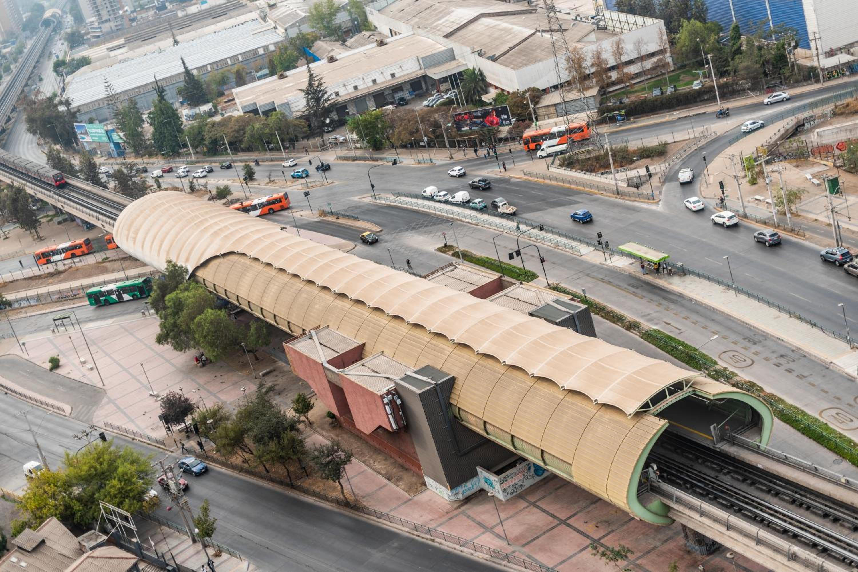 Loica Chile