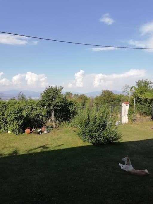 Photo 41