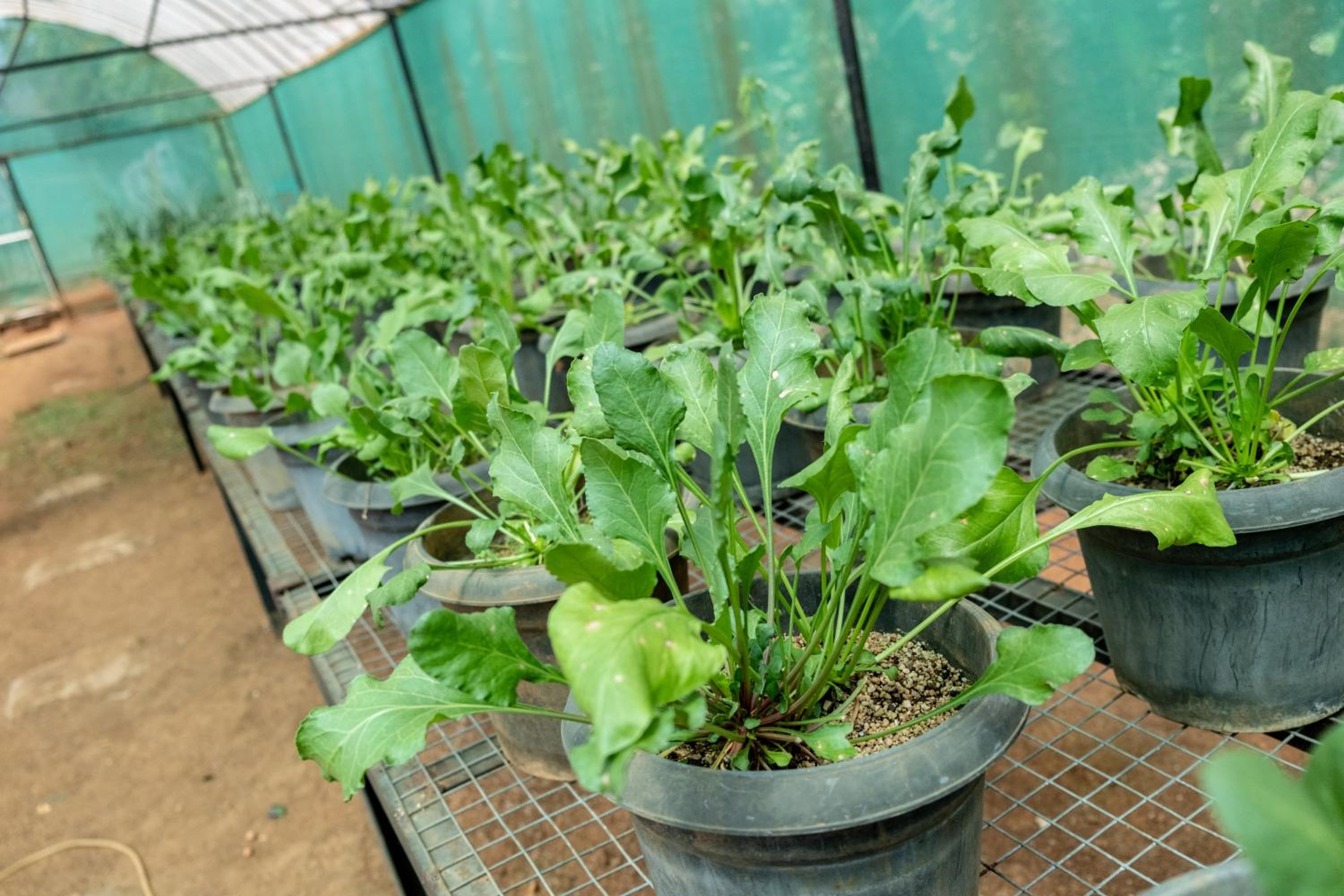 Mangaal Farmstay Goa